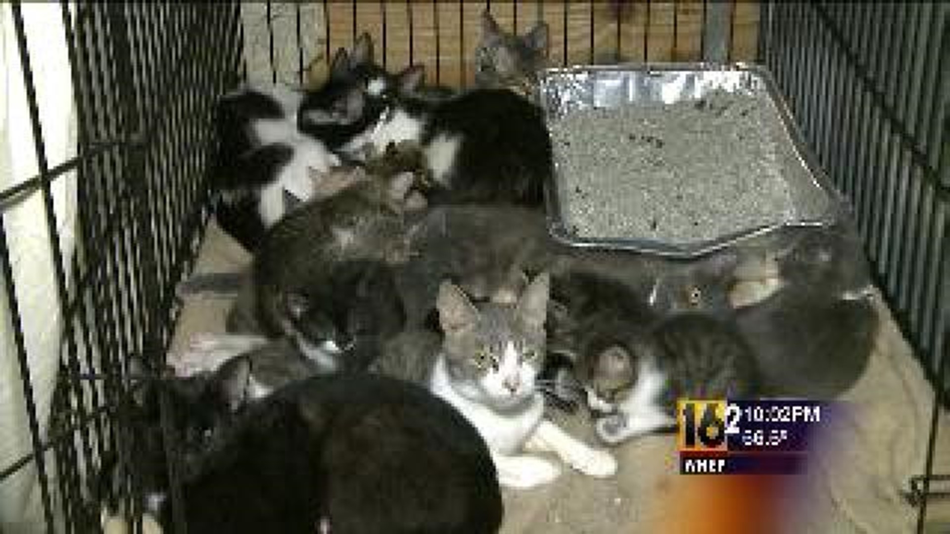 Woman Charged After More Than 50 Cats Are Removed From Her Home