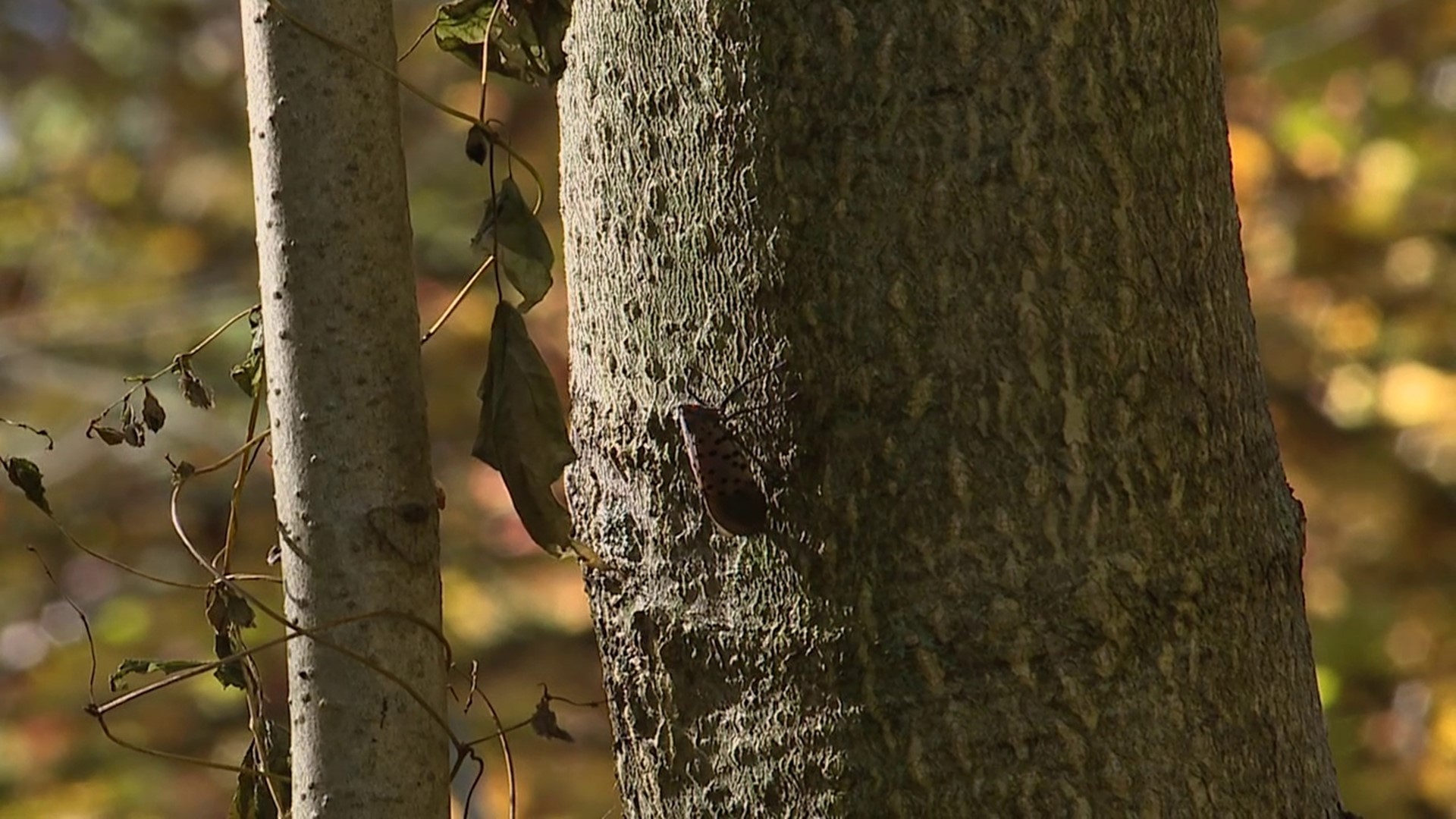 The public is urged to keep an eye out for spotted lanternflies and their egg masses.