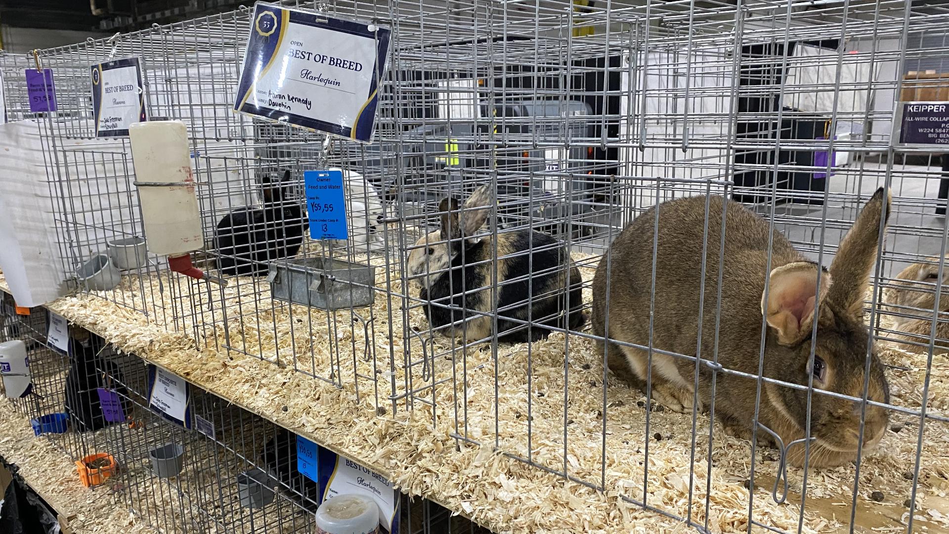 A morning at the Pennsylvania farm show | wnep.com