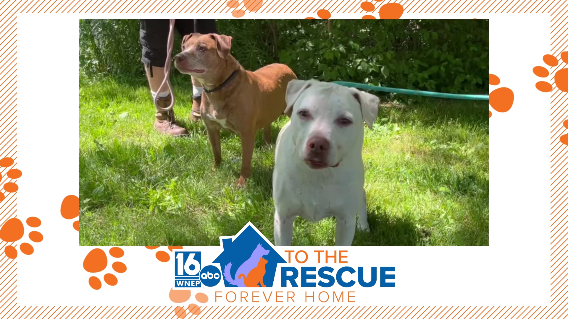 In this week's 16 To The Rescue, we meet a pair of old lady dogs looking to find a loving home where they can spend their final years.