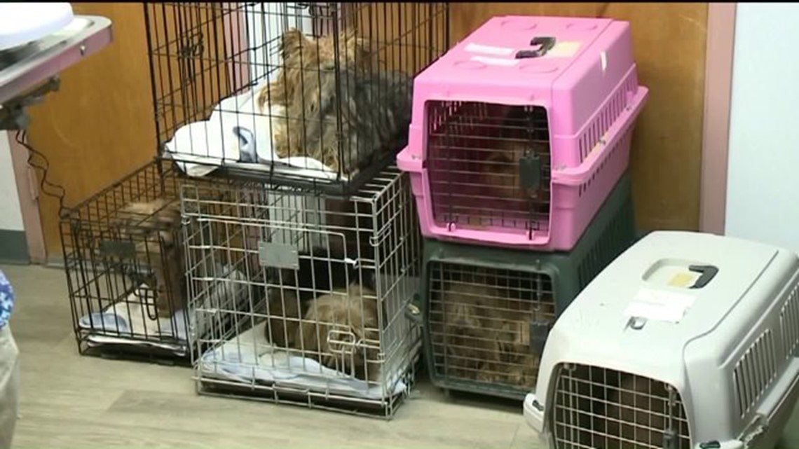 Dog Owner Charged with Animal Cruelty Gets Probation | wnep.com
