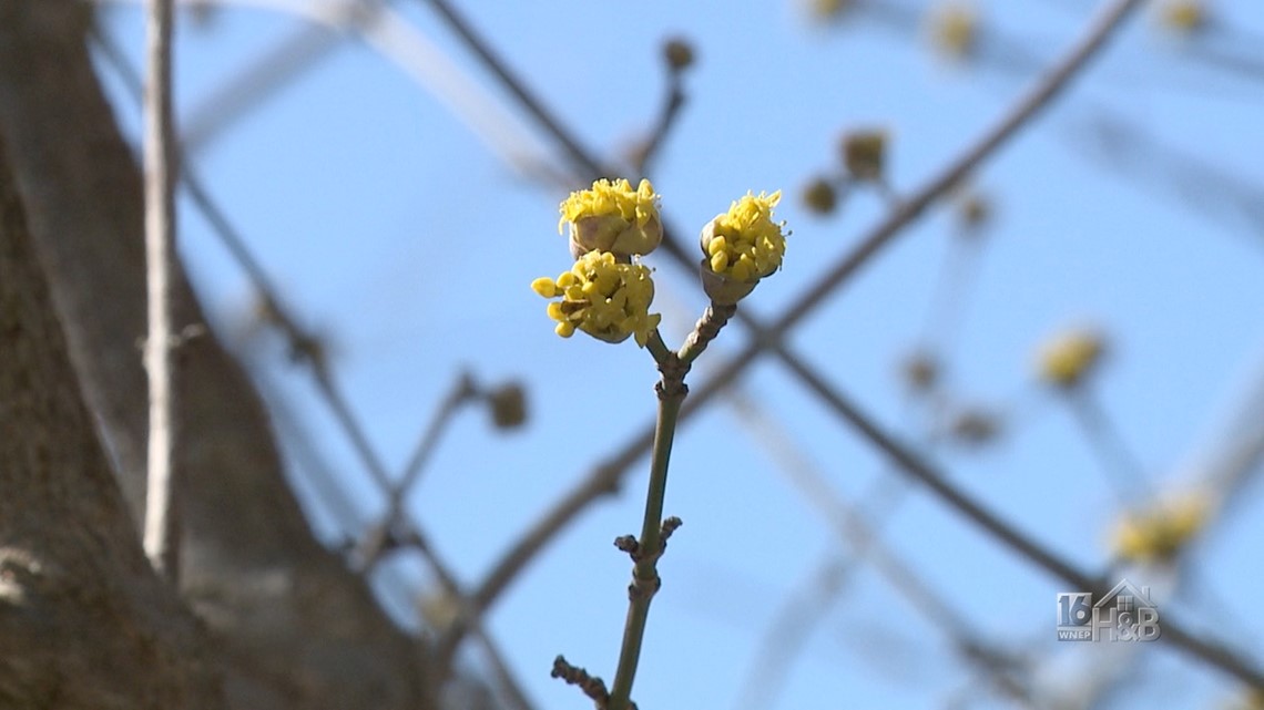 How To Force-Bloom Early Flowering Trees and Shrubs | wnep.com