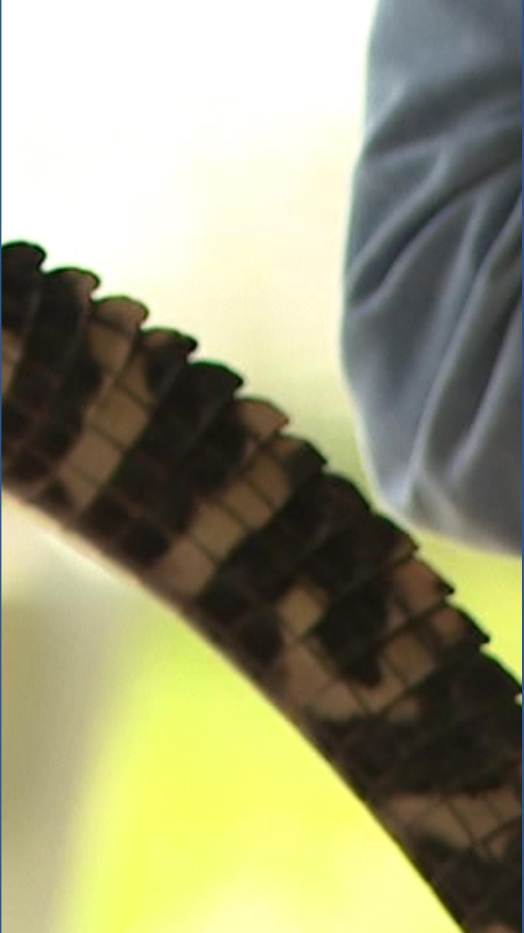 Scaley critters back for annual reptile show in Susquehanna County ...
