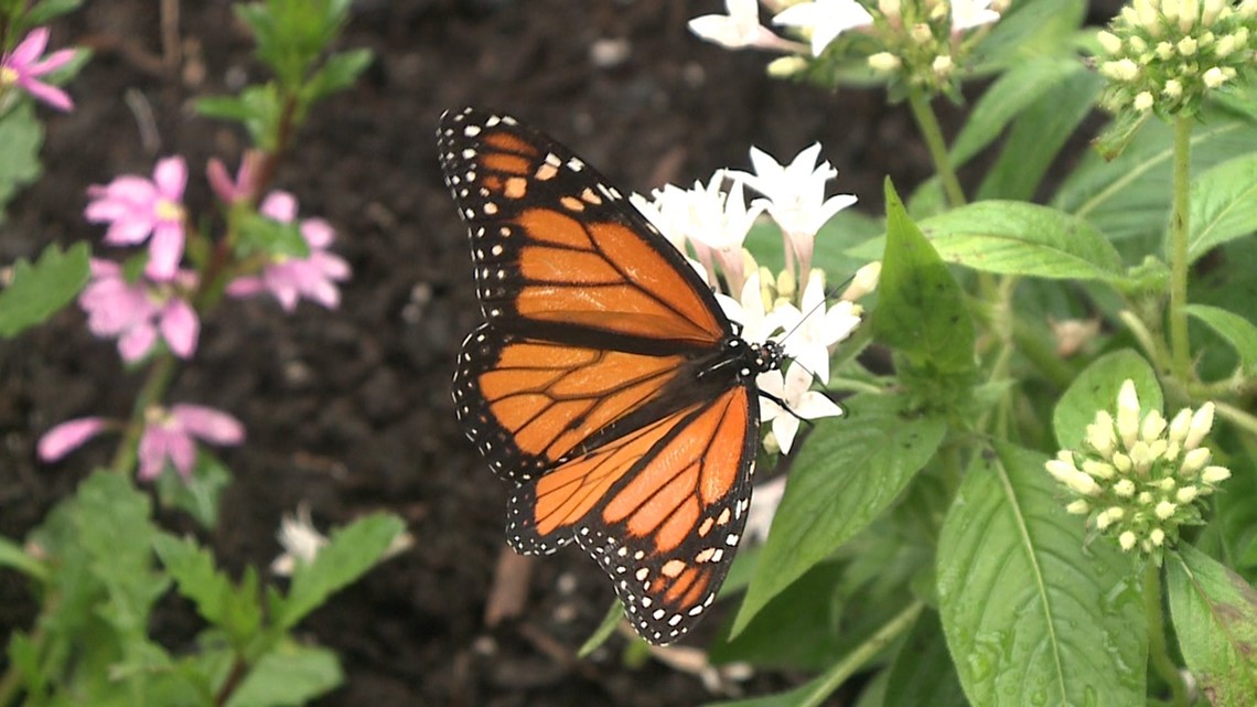 Fluttering Fun Butterfly House Opens near Tunkhannock