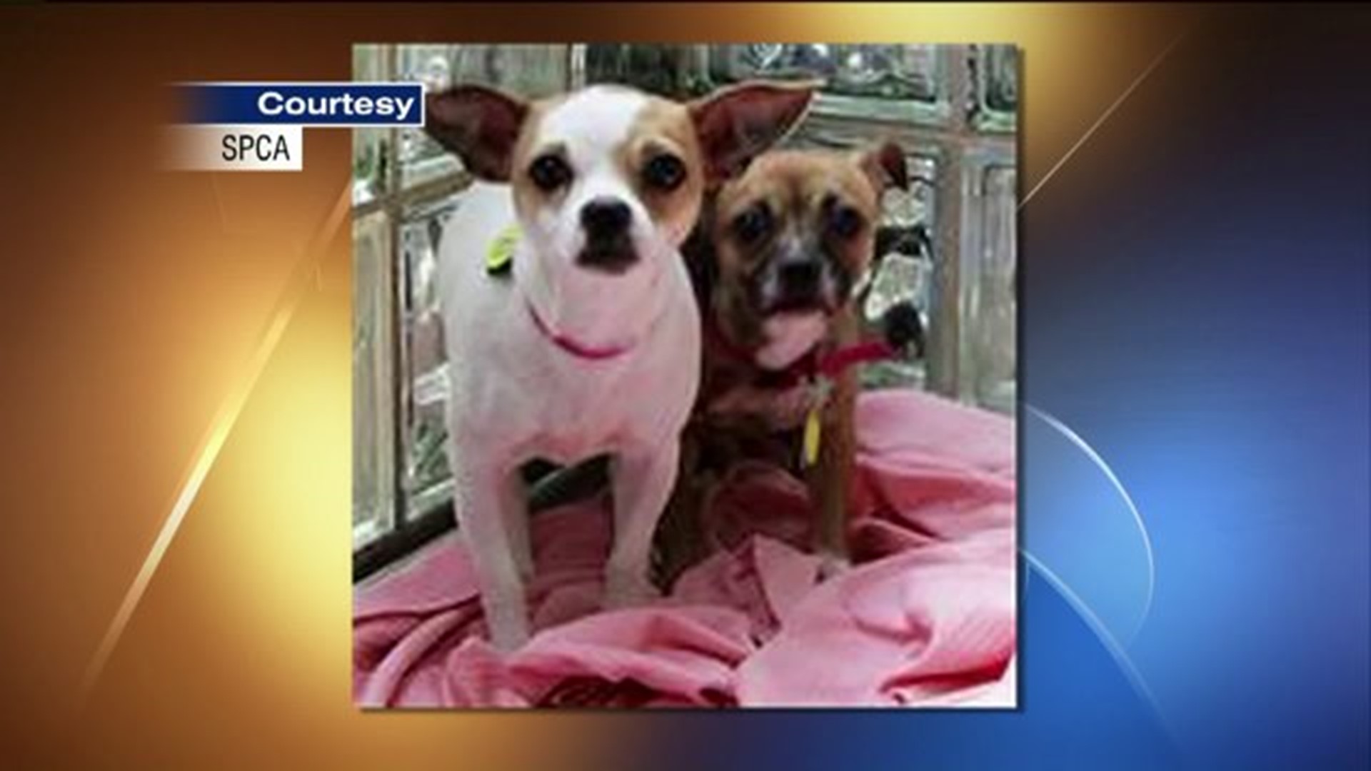 Dogs Rescued in Monroe County Ready for Adoption Soon