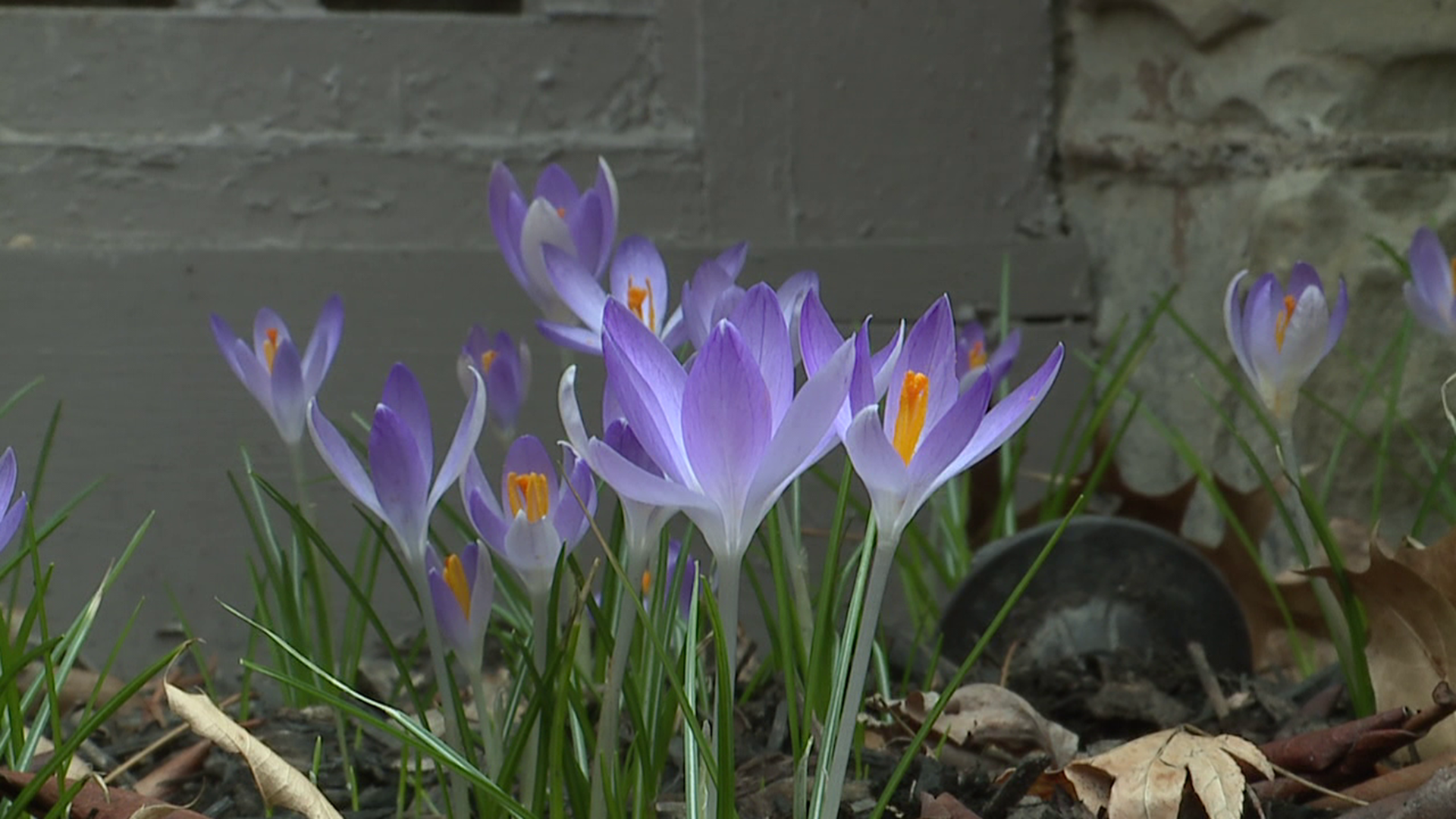 Splashes of color are popping up after a long, grey winter.