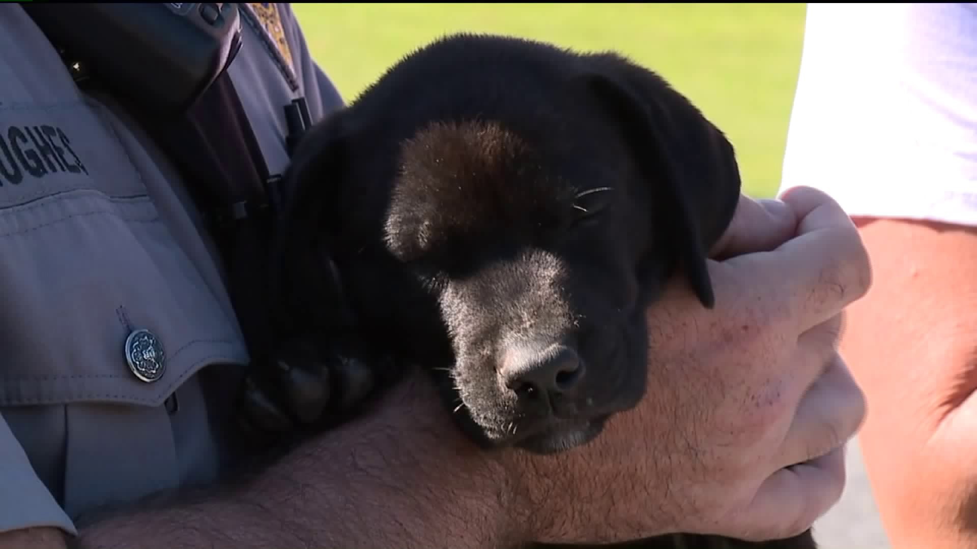 Trapped Puppy Rescued by Police Officer