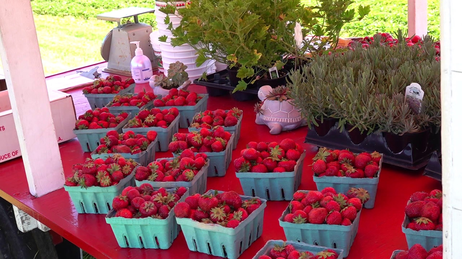 The first day of strawberry season is bringing crowds to farms all over Schuylkill County. Creating an opportunity to teach people about agriculture.
