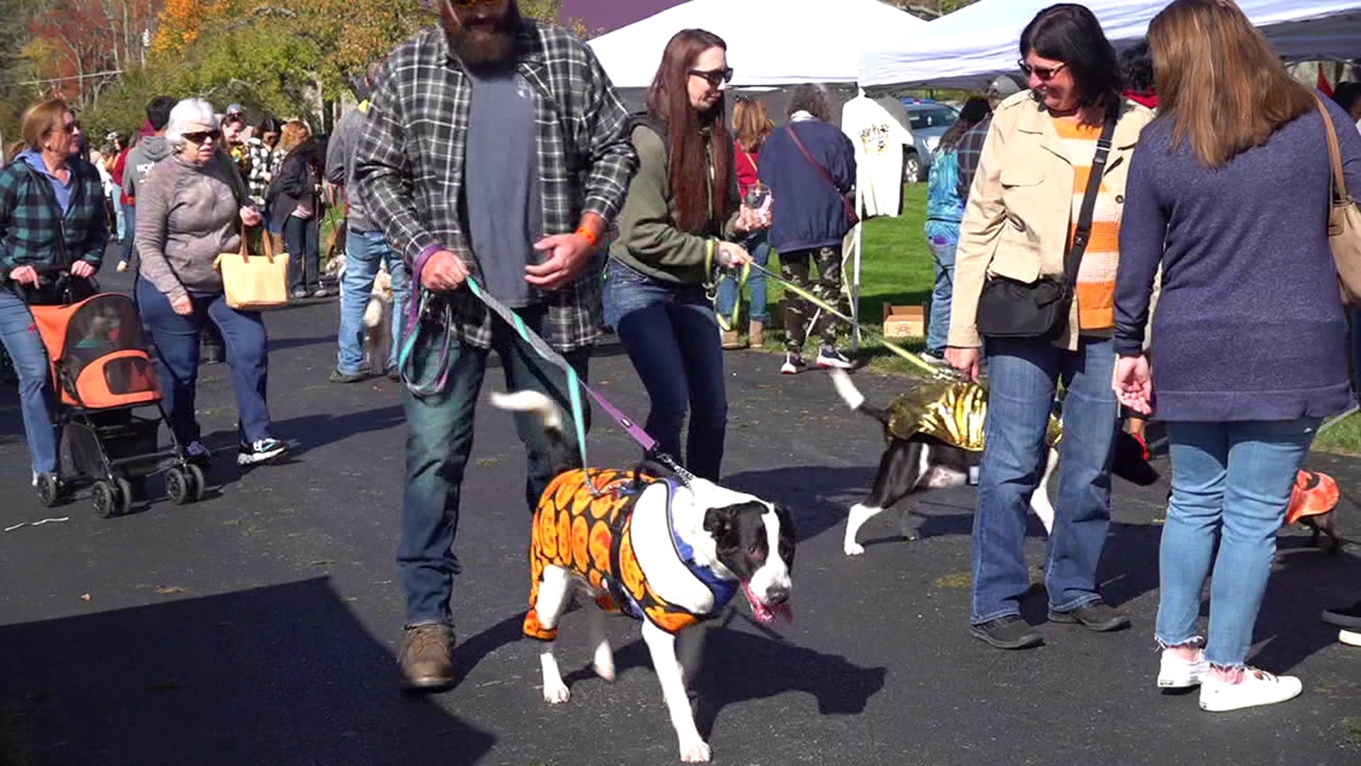 Barktoberfest will take place this weekend with pets for adoption, vendors and more.