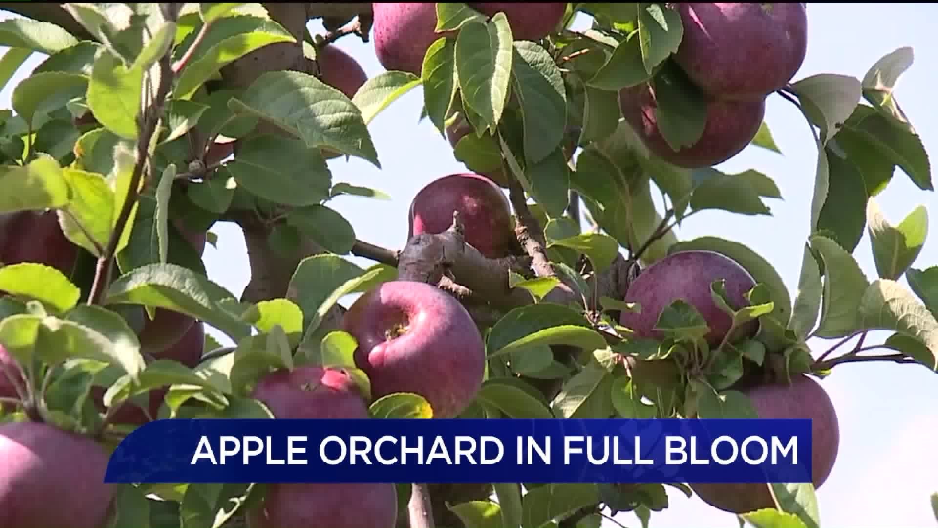 Apple Orchard in Full Bloom in Lycoming County
