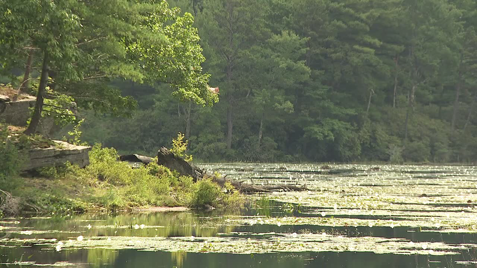 After years of overgrown vegetation and weeds, residents in Pecks Pond are taking matters into their own hands by signing letters that will be sent to the DCNR.