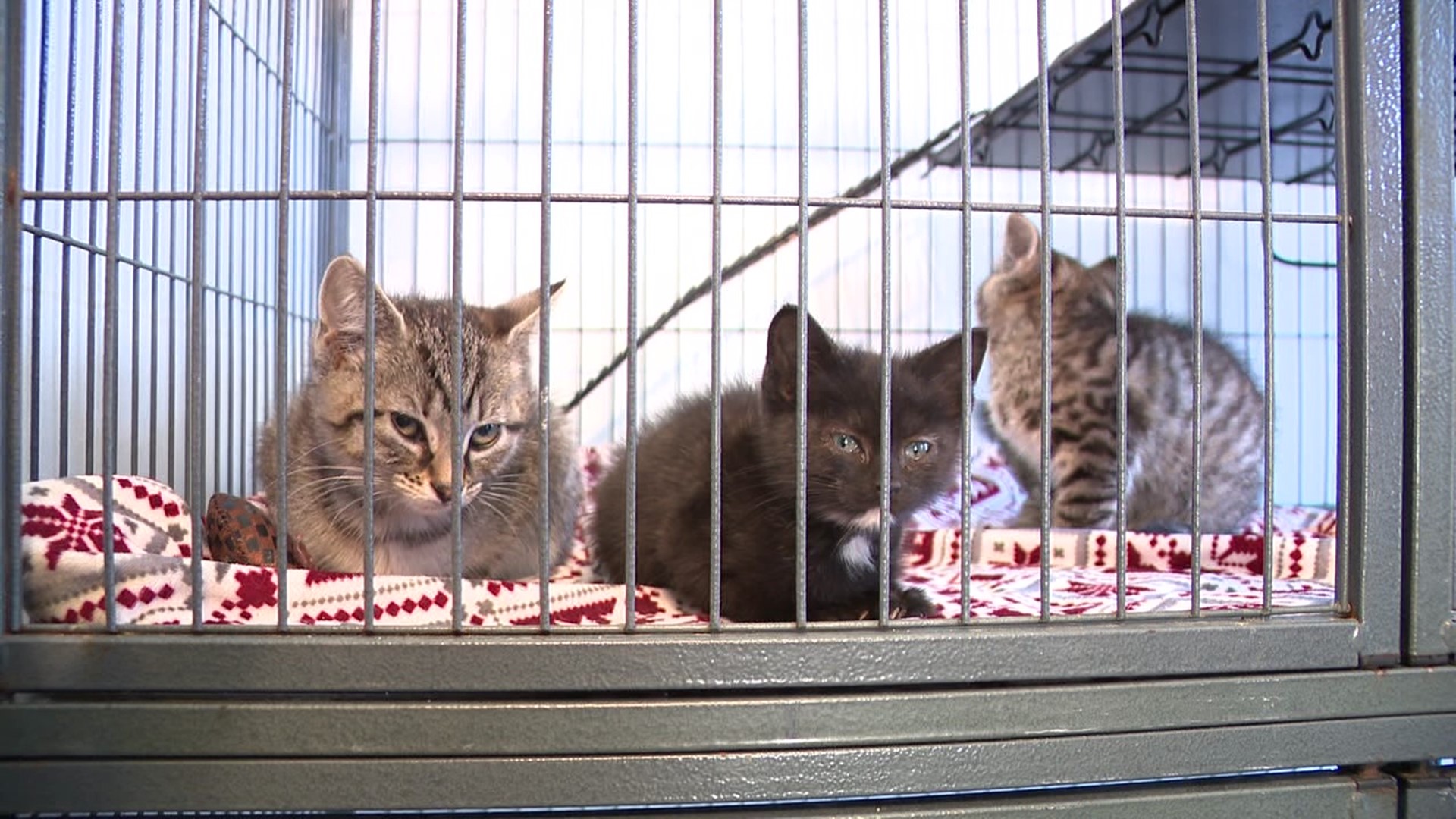 More than 50 cats were found at a dilapidated property, many of them had died. Causing animal shelters throughout the county to come together for the rescue.