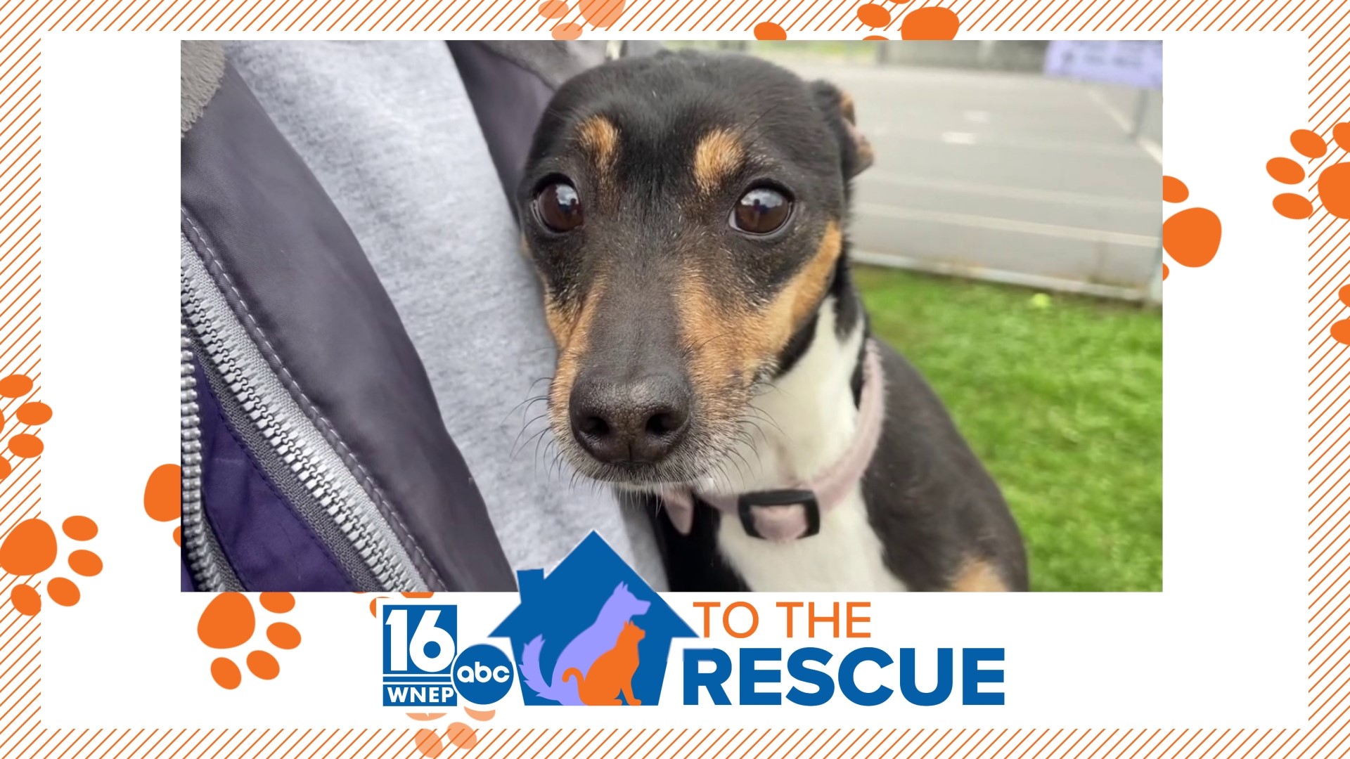 In this week's 16 To The Rescue, we meet an older dog whose owner passed away a few months ago. Sunshine is wary of new people but would make a family very happy.