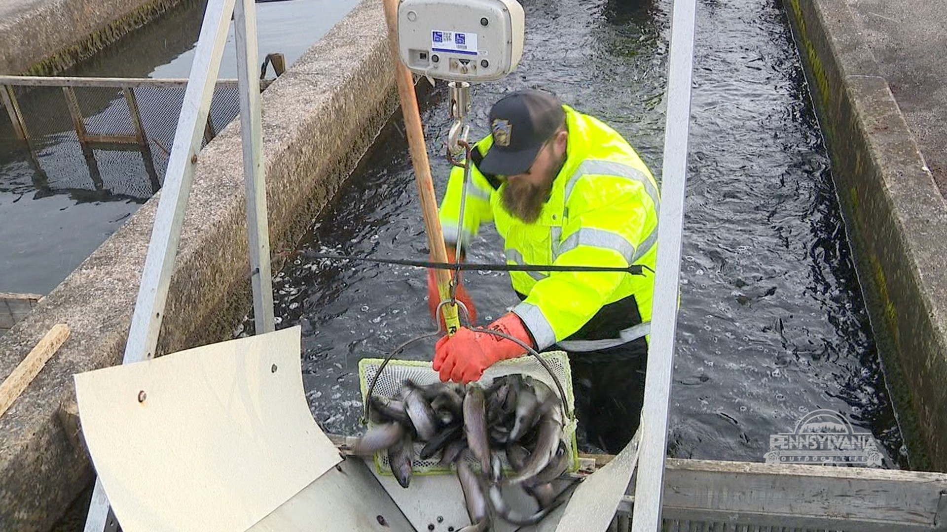 Getting the trucks loaded with trout in advance of the upcoming opening days.