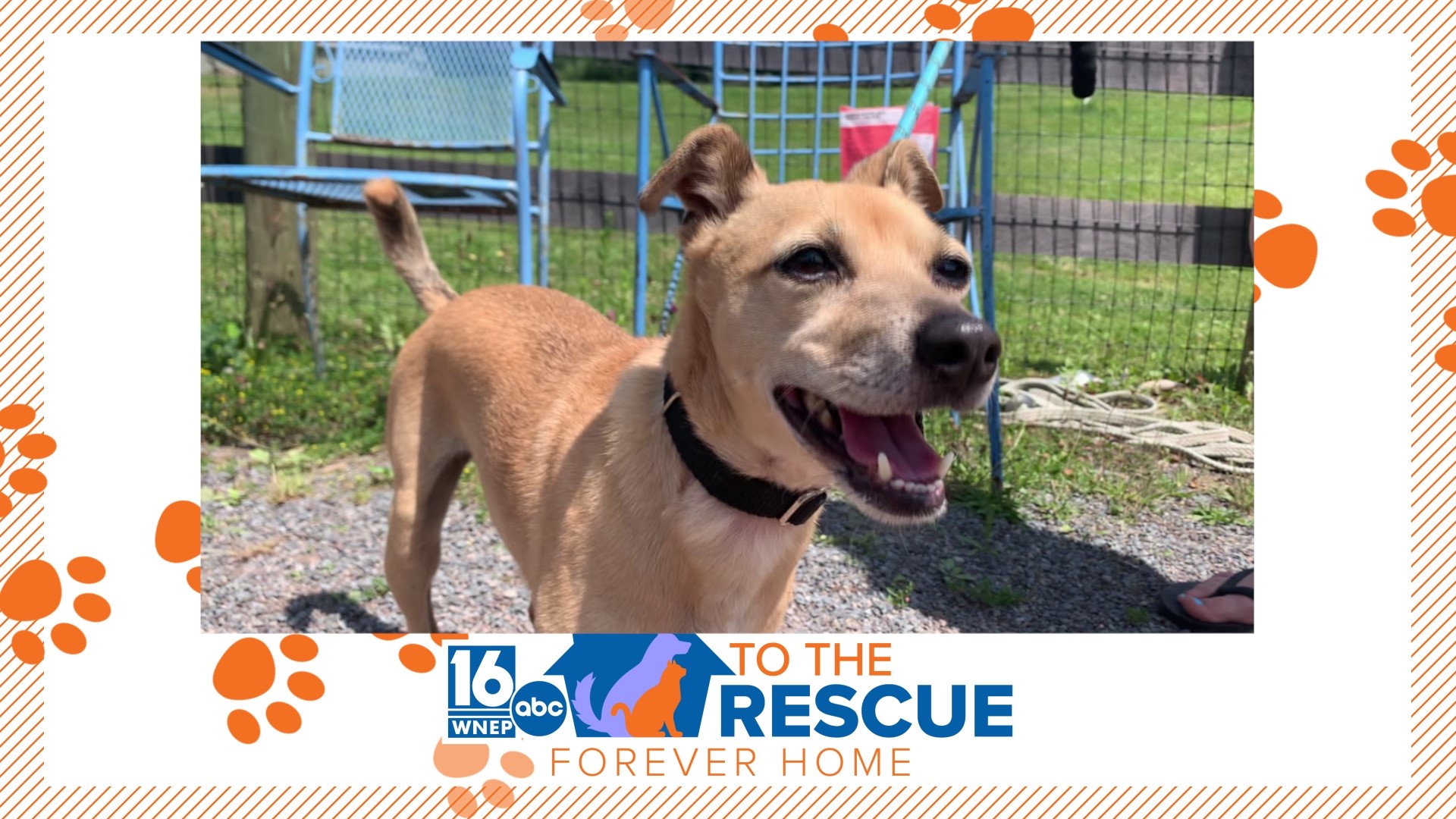 Patience is key in this week's 16 To The Rescue. 6-year-old Bradley is a funny, timid Miniature Pinscher mix who is looking for a family willing to get to know him.