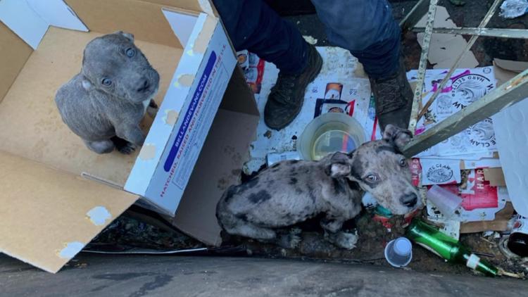 Puppies thrown away in Scranton dumpster