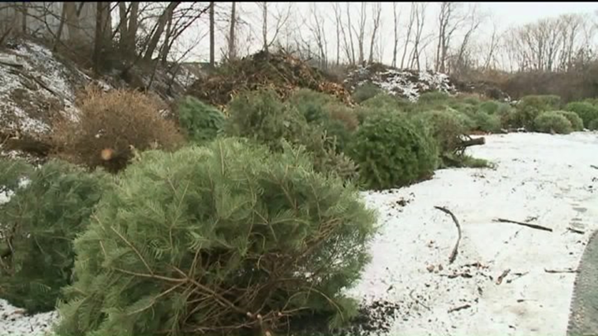 Power to Save: Christmas Tree Recycling