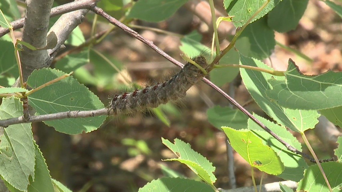 gypsy moth aerial spray - Entomology Today