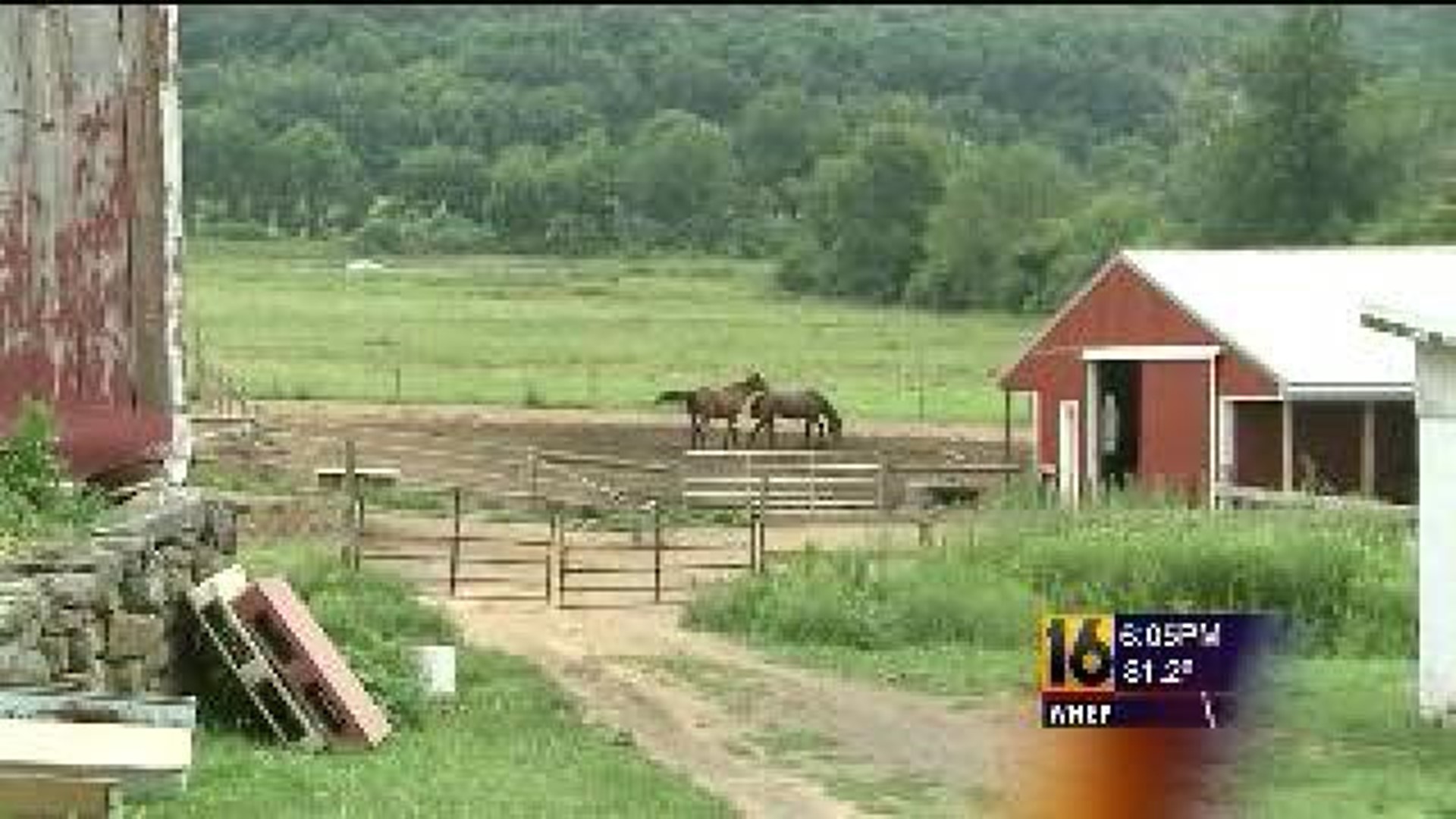 Horse Owner Accused Of Abuse Defends Herself