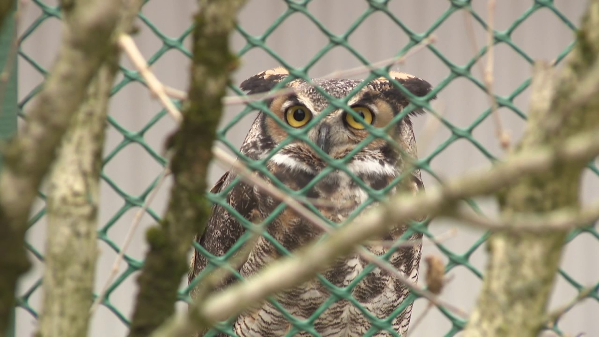 Below-freezing temperatures over the weekend knocked out power for three days at Pocono Wildlife Rehabilitation and Education Center.