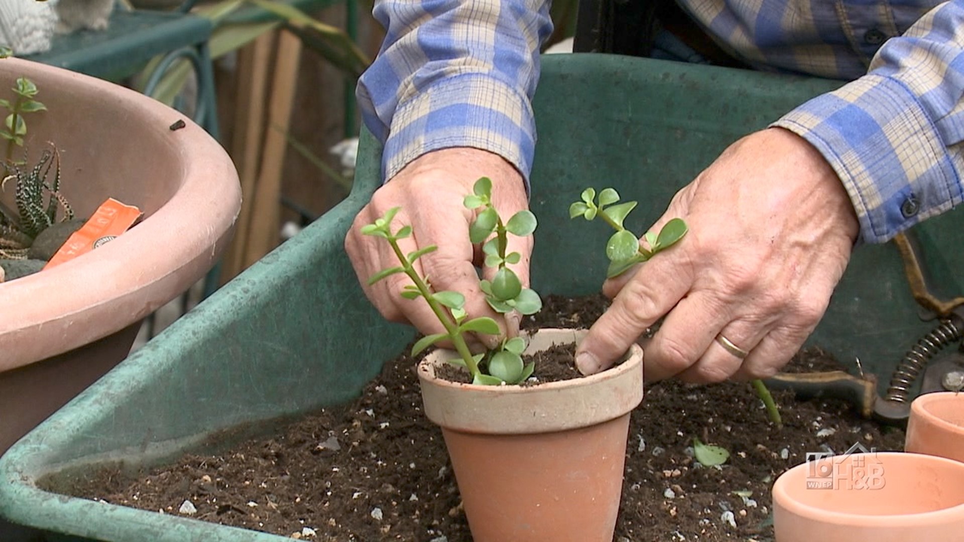 Propagating Succulents