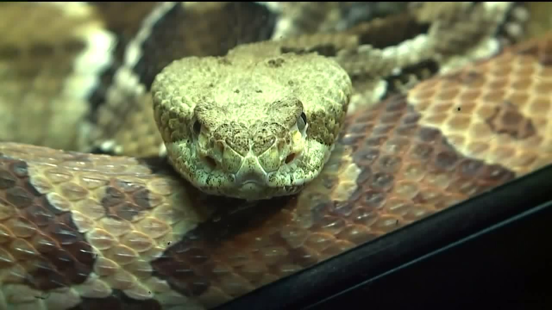 Man Sorry for Capturing and Trying to Sell Rattlesnakes