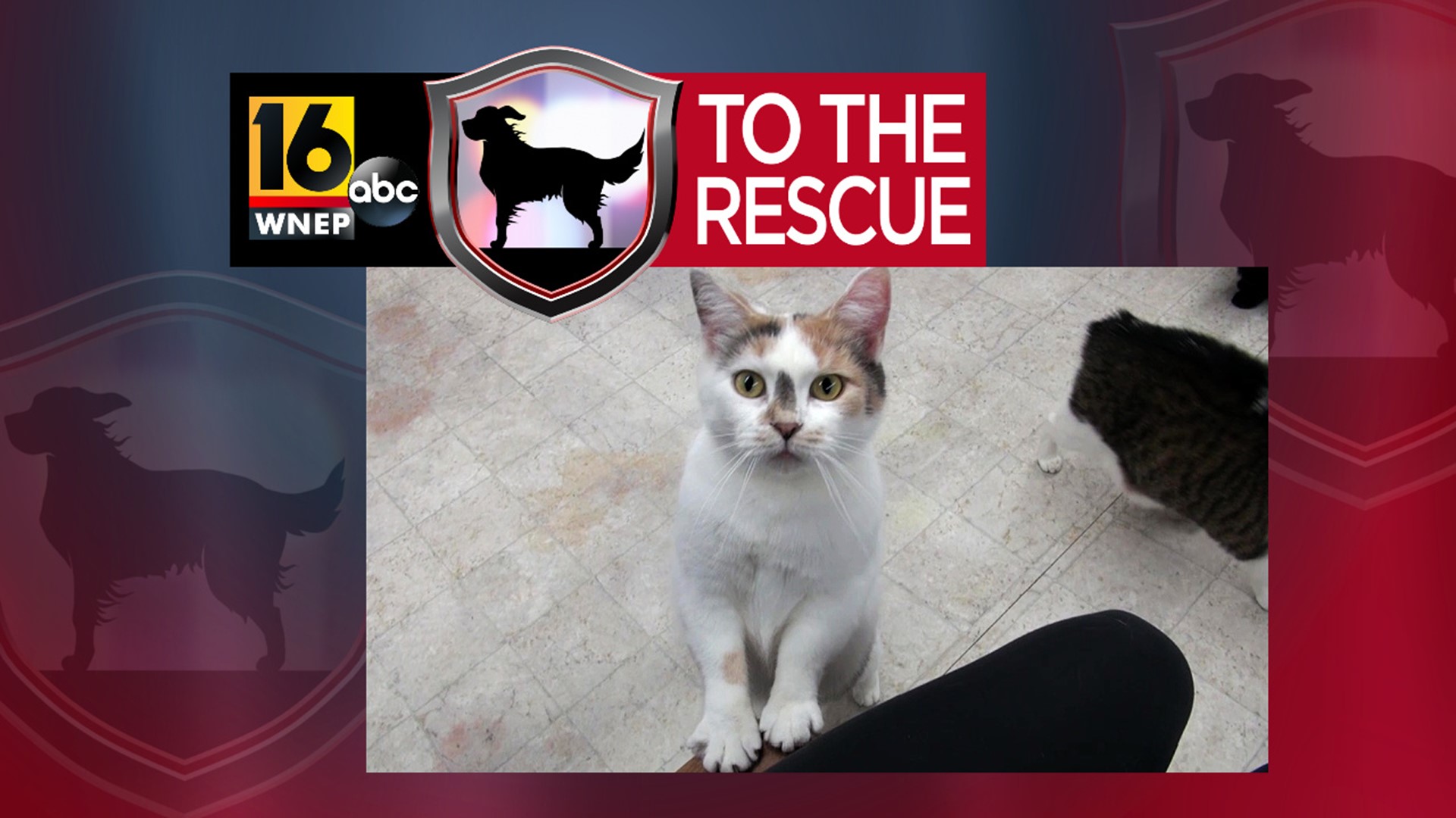 In this week's 16 To The Rescue, we meet a 5-year-old cat who was found pregnant and abandoned; rescue workers have no idea why she keeps getting overlooked.