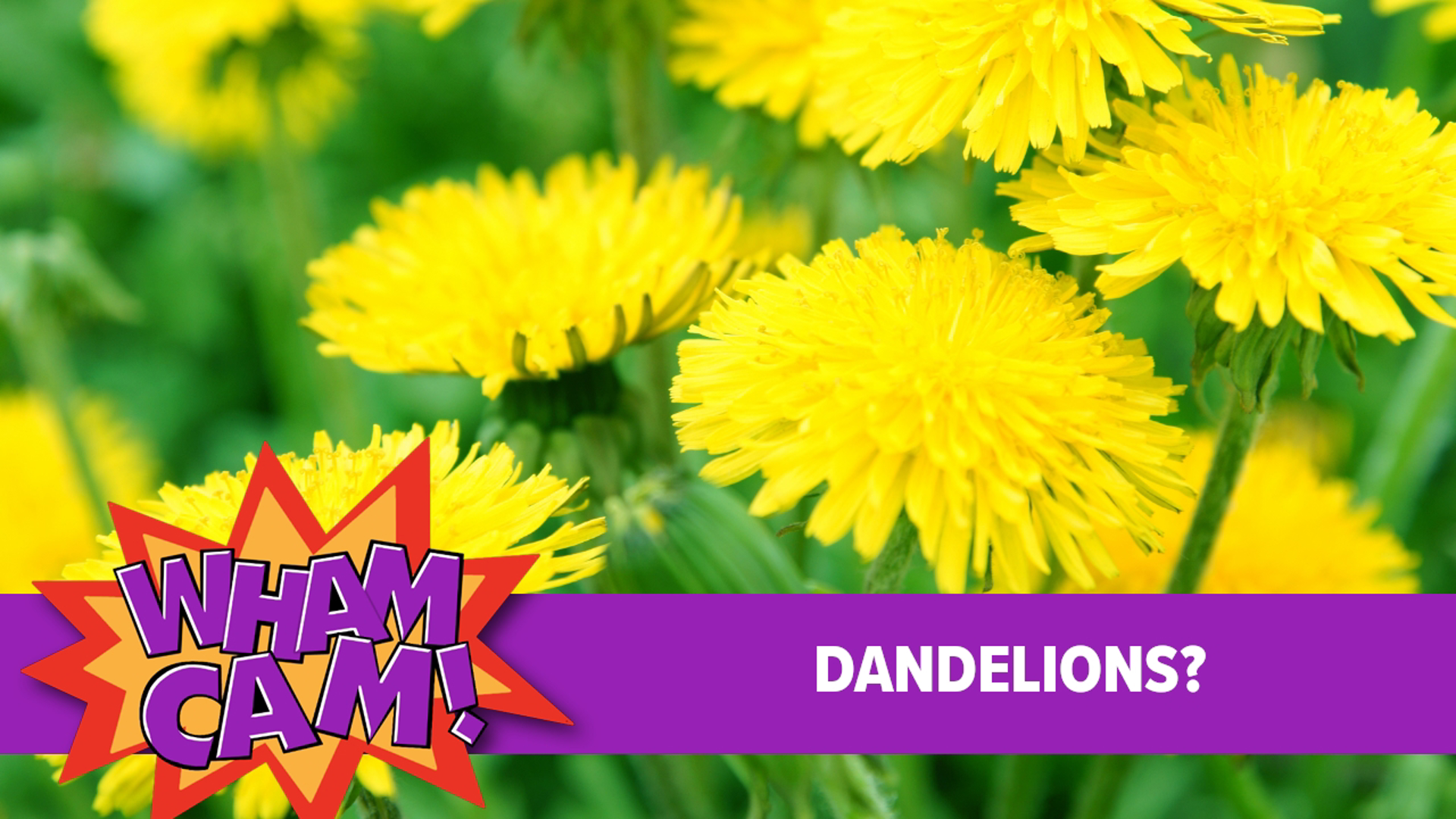 With spring here, that means dandelions are blooming. Ever wonder where they got their name? Find out in this week's Wham Cam.