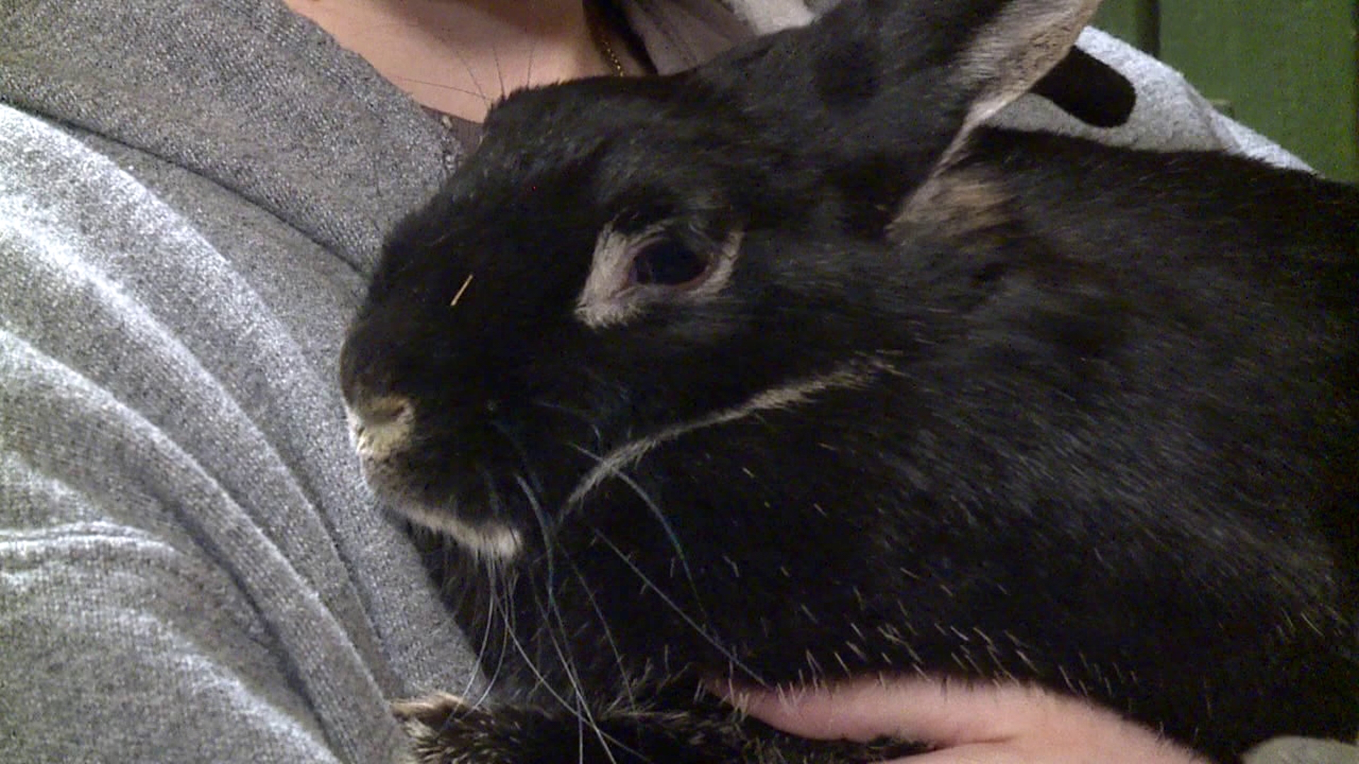 Rescue advocates: Rabbits aren't the best pets for young children ...