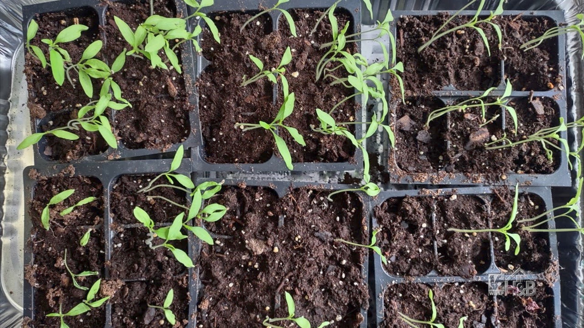 Separating Seedlings For Planting | wnep.com