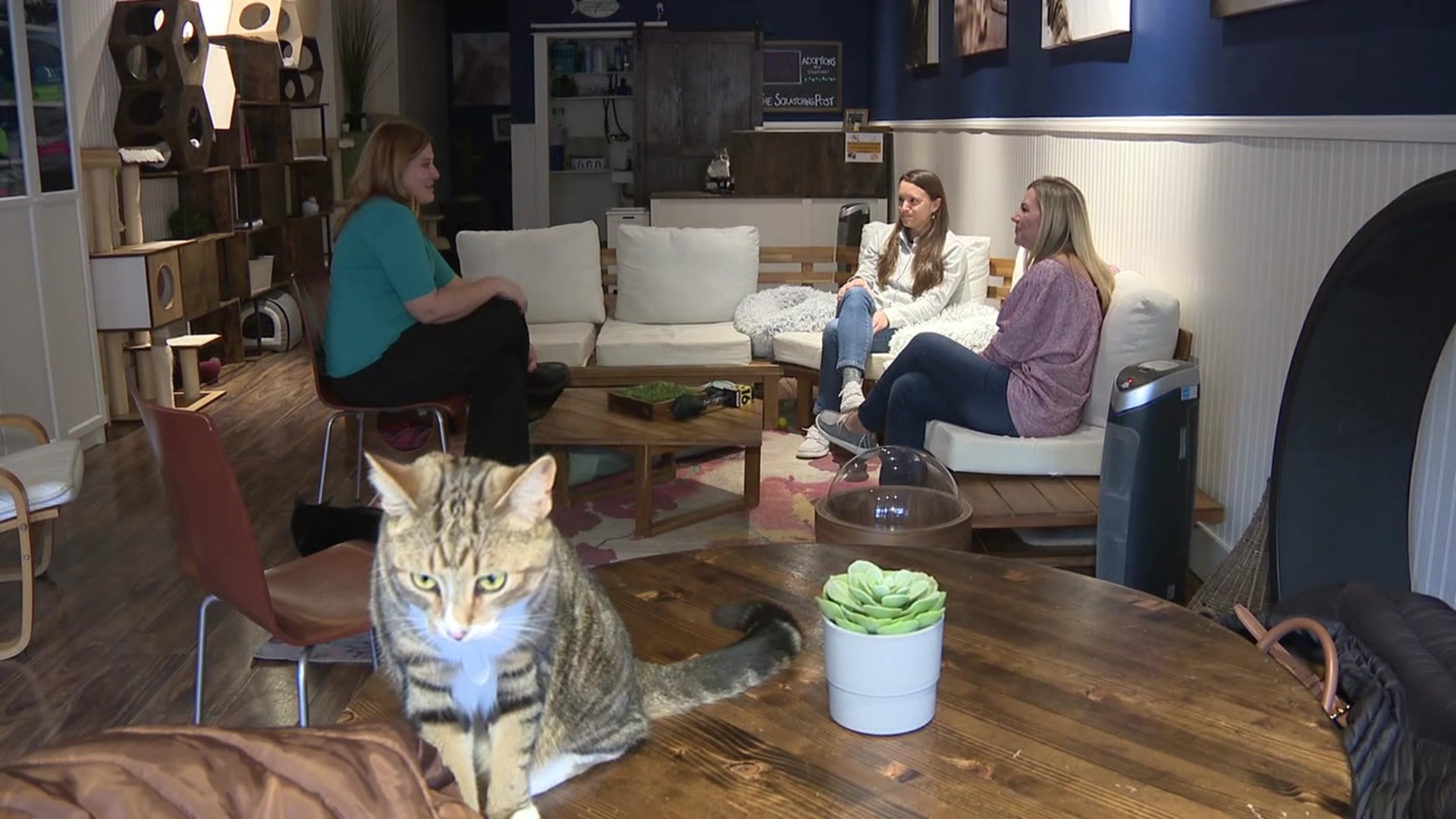 A Lewisburg nonprofit that helps cats is celebrating a milestone this week.