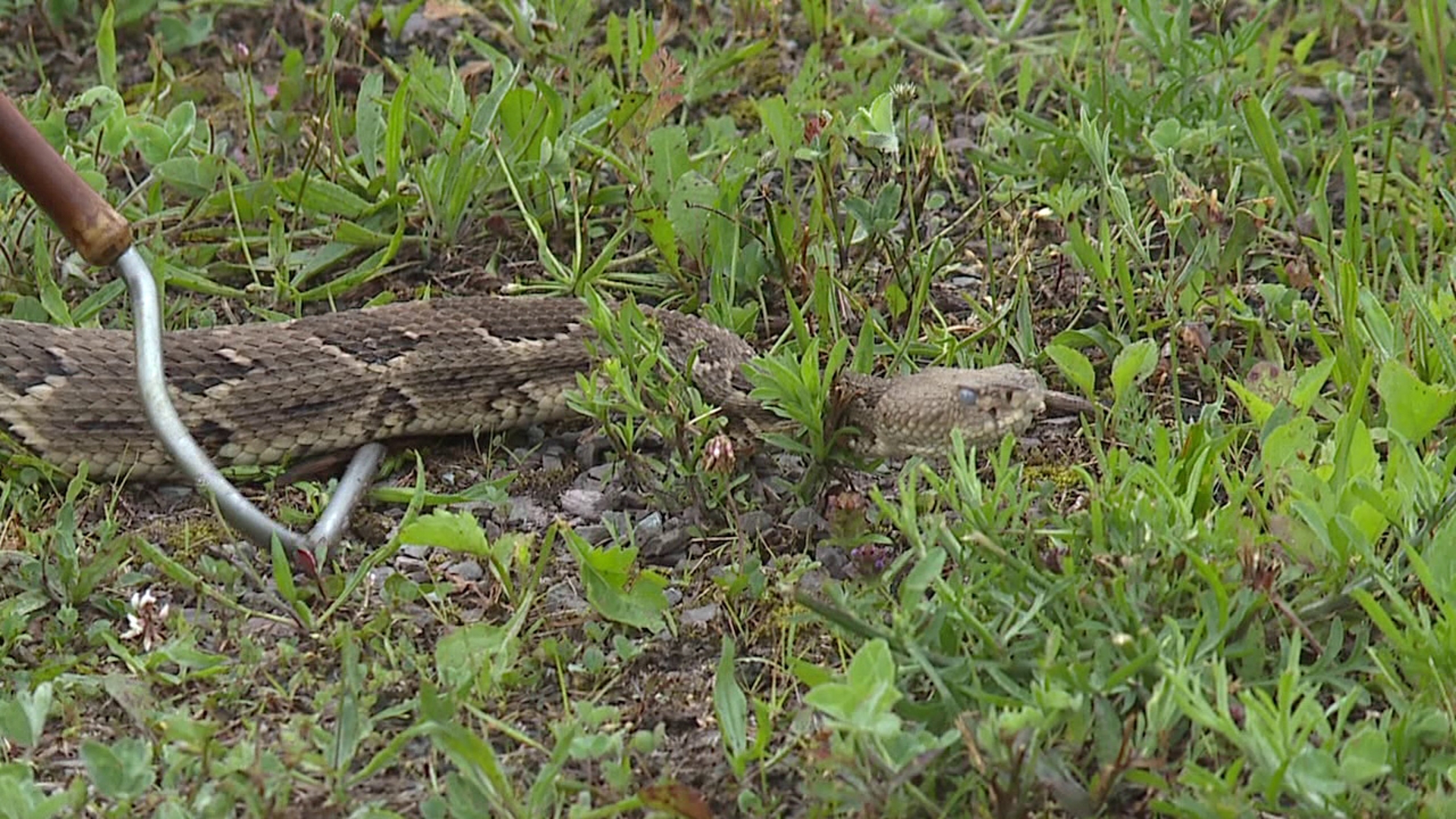 The first night of this year's Noxen Rattlesnake Round-up is in the books.