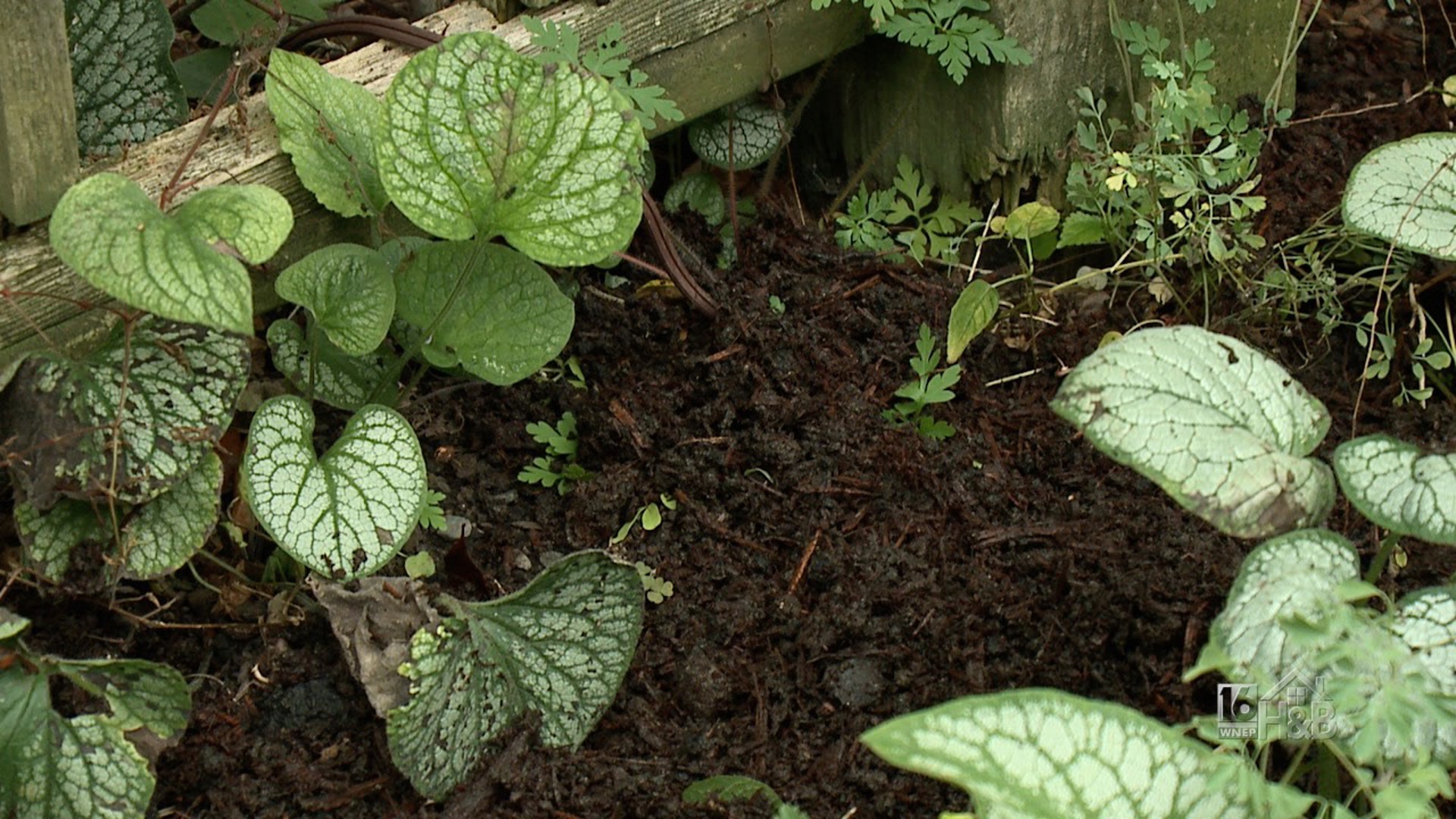 Prepping Your Garden Beds This Fall For Best Results Next Planting Season