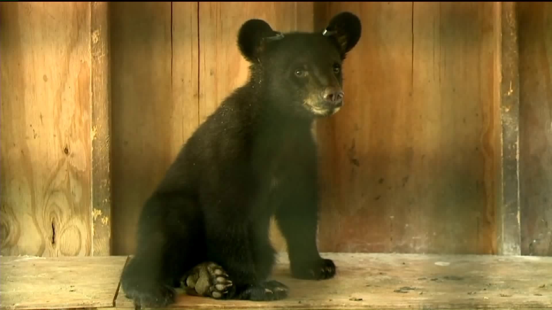 Rescued Bear Cub in the Poconos