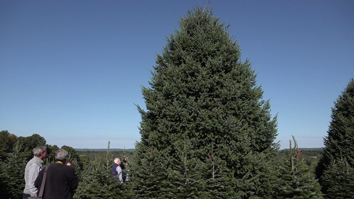 A tree in Schuylkill county will be showcased at the White House - Vimarsana News