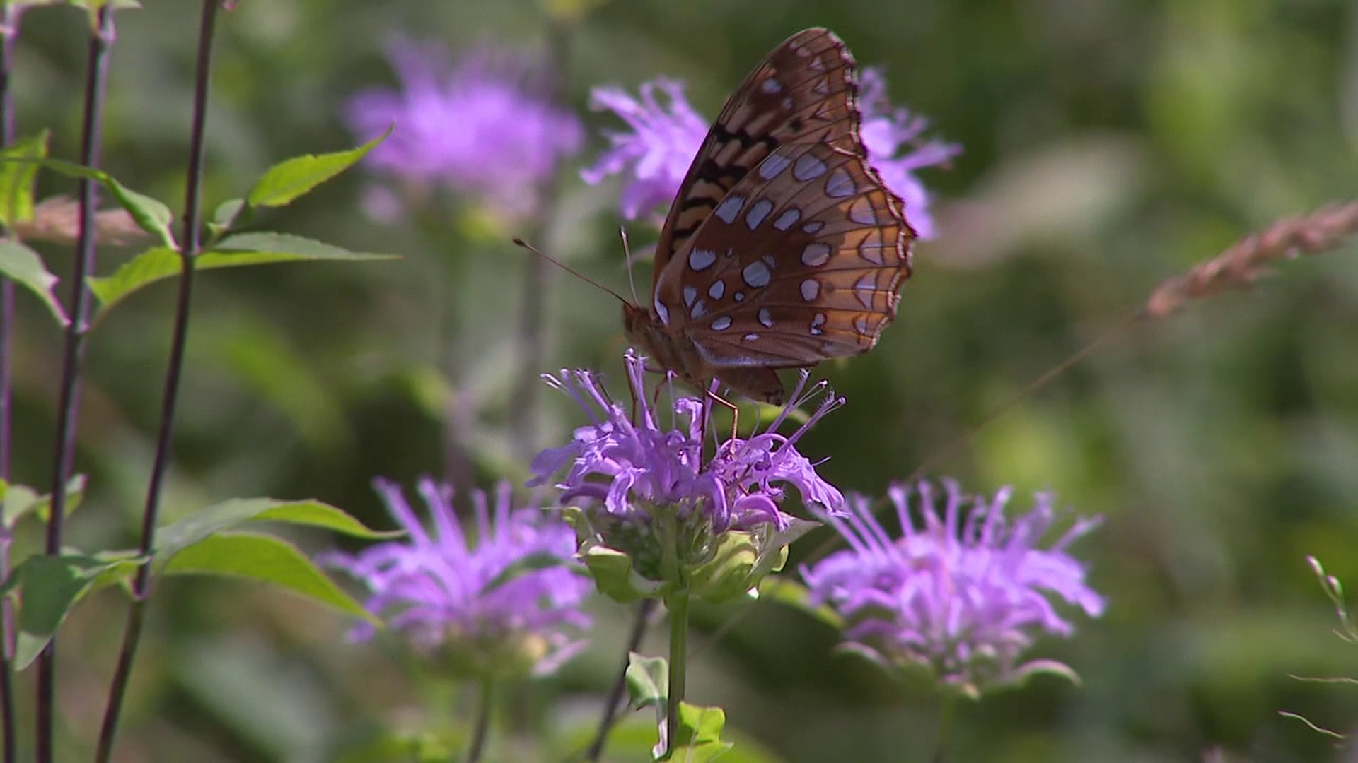 A chance for kids to have fun and learn about bugs in the Poconos