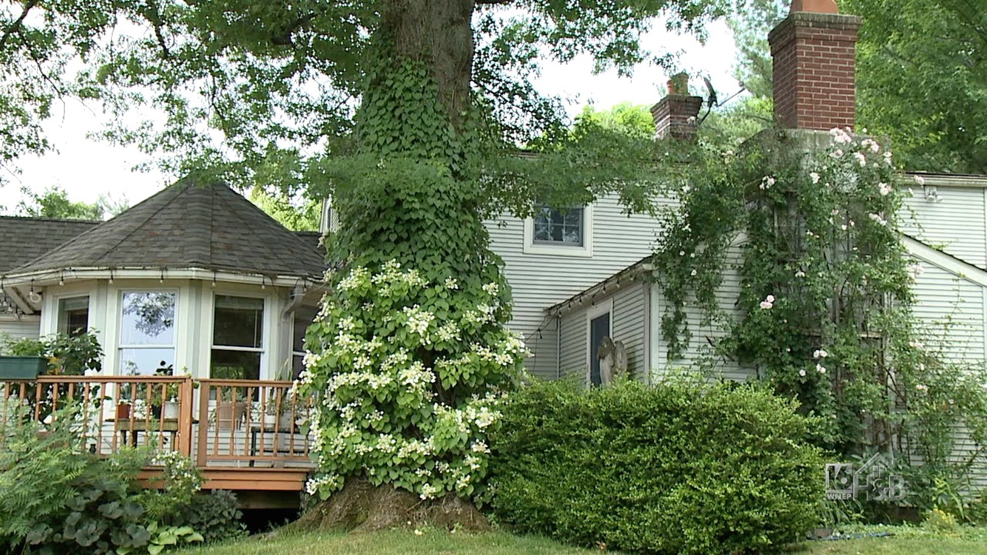 Climbing Plants A Great Way To Add Vertical Interest To Your Garden