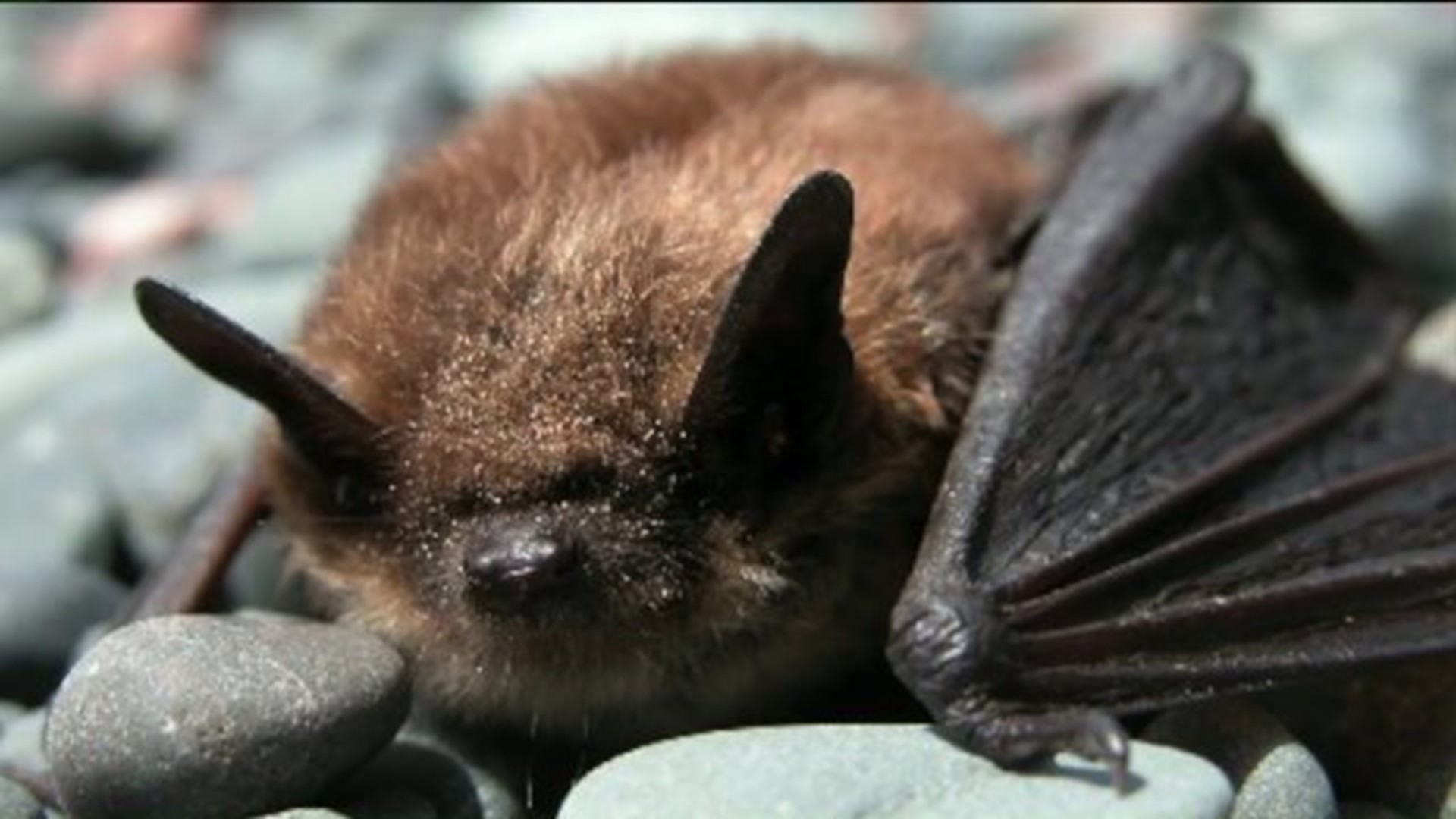 On Friday the 13th, A Bat Falls To Bench In Luzerne County Courtroom