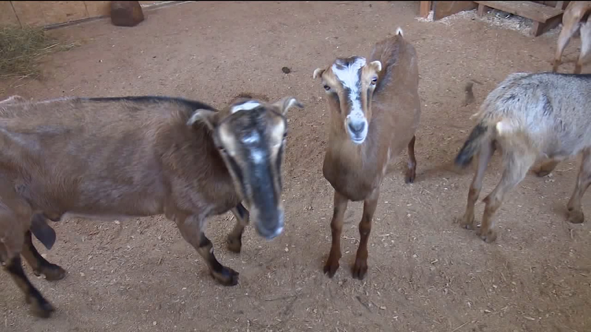 Animal Sanctuary Seeking Help to Care for Rescued Goats
