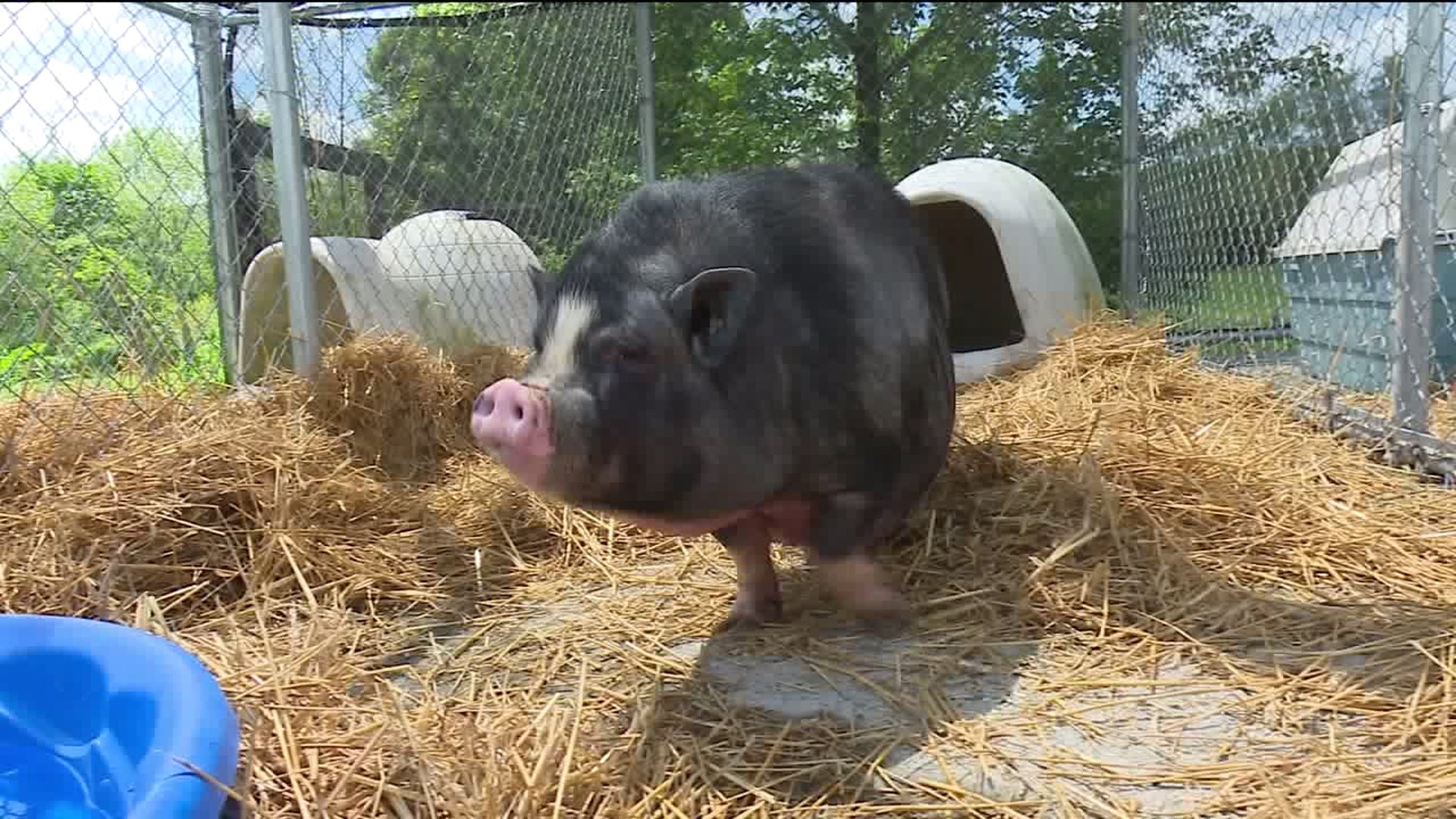Three Wandering Pigs Rescued in Schuylkill County