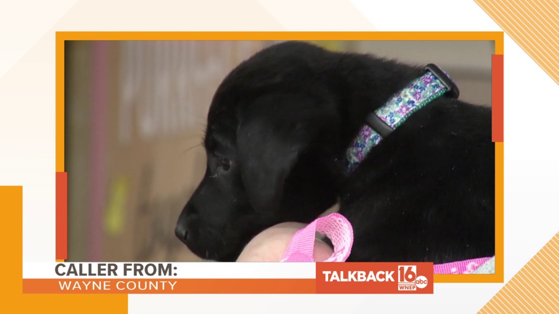 Dog drama | Talkback 16