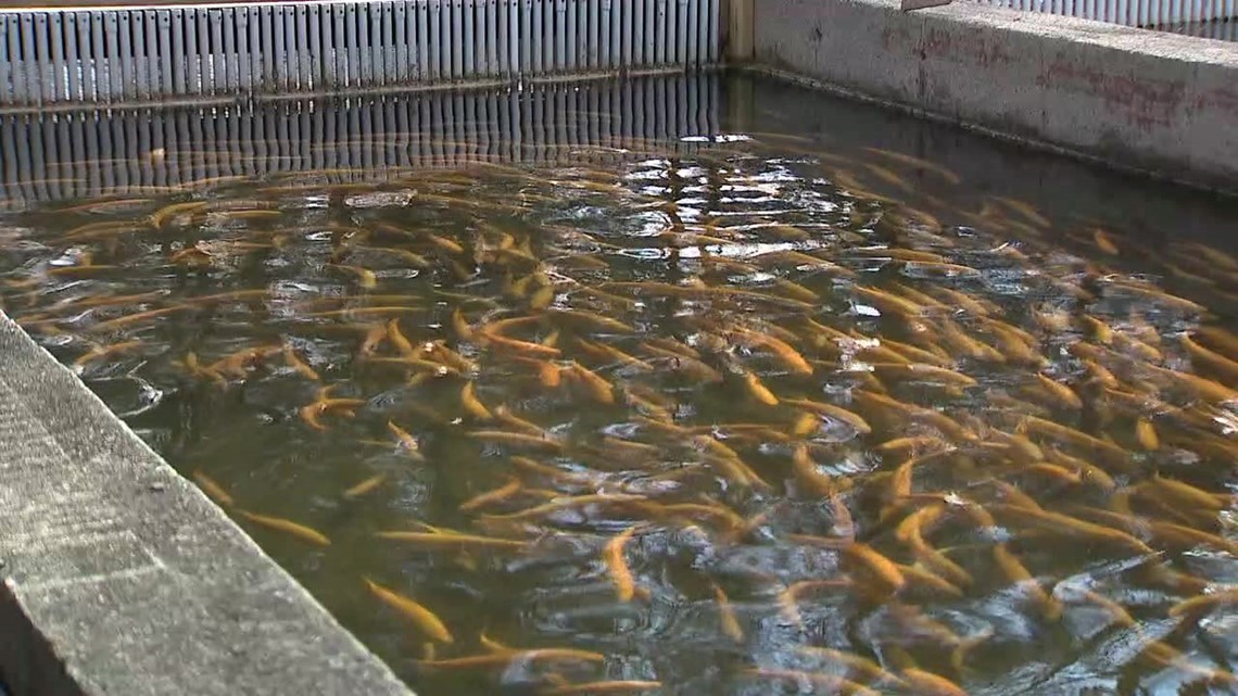 Monroe County trout hatcheries ready to stock streams, rivers