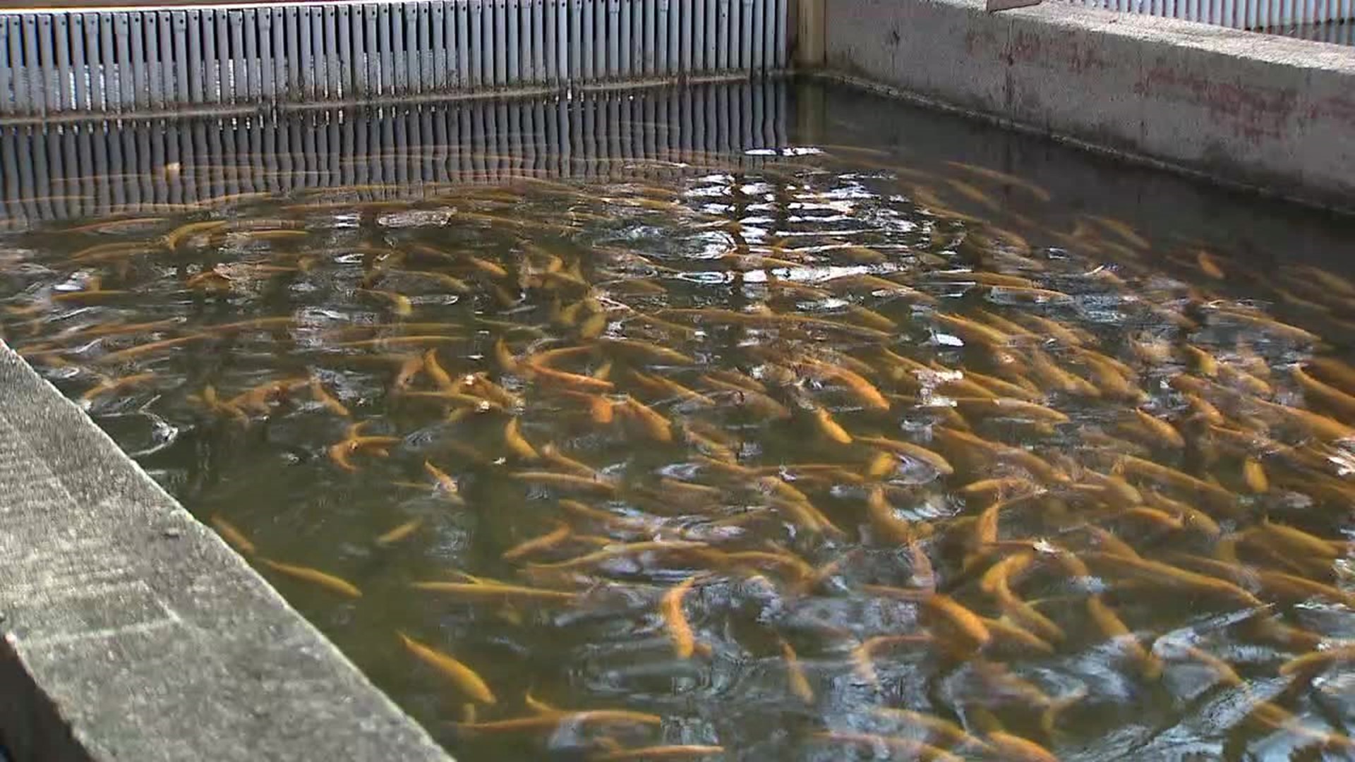 Newswatch 16's Amanda Eustice visited a hatchery in the Poconos to see what anglers can expect this season.