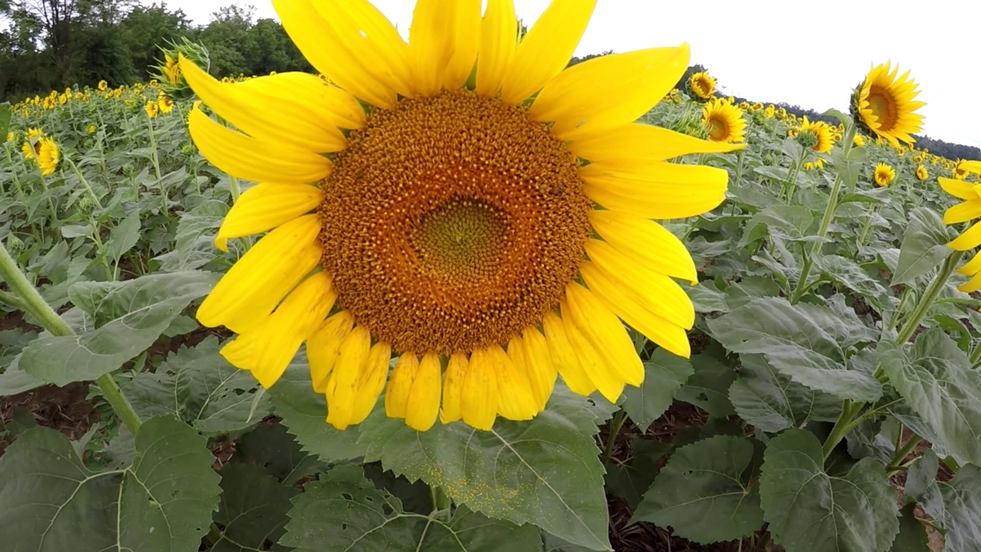 Jon Meyers found the sunflowers that were popping up on our social media feeds On the Pennsylvania Road.