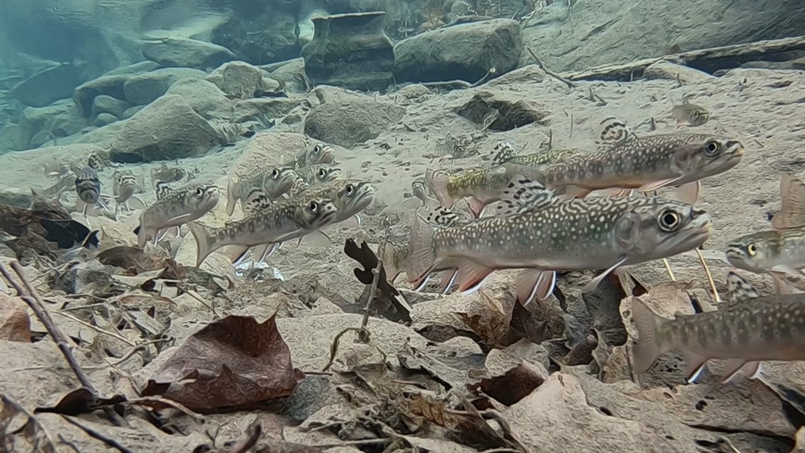 A glimpse of life underwater On the Pennsylvania Road