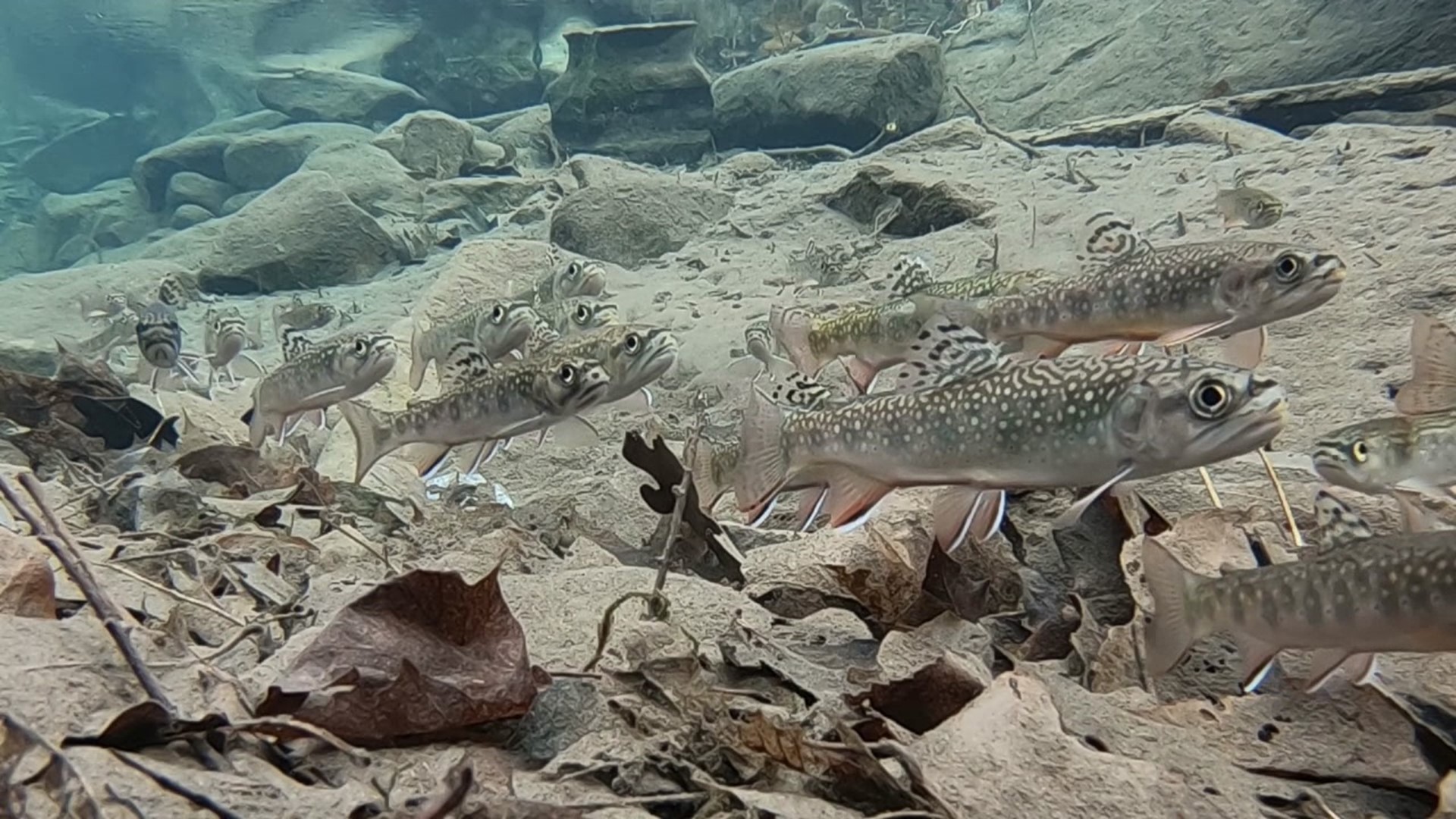 Take a journey into the streams and rivers of Pennsylvania thanks to photographer Michael Kinney from Williamsport.