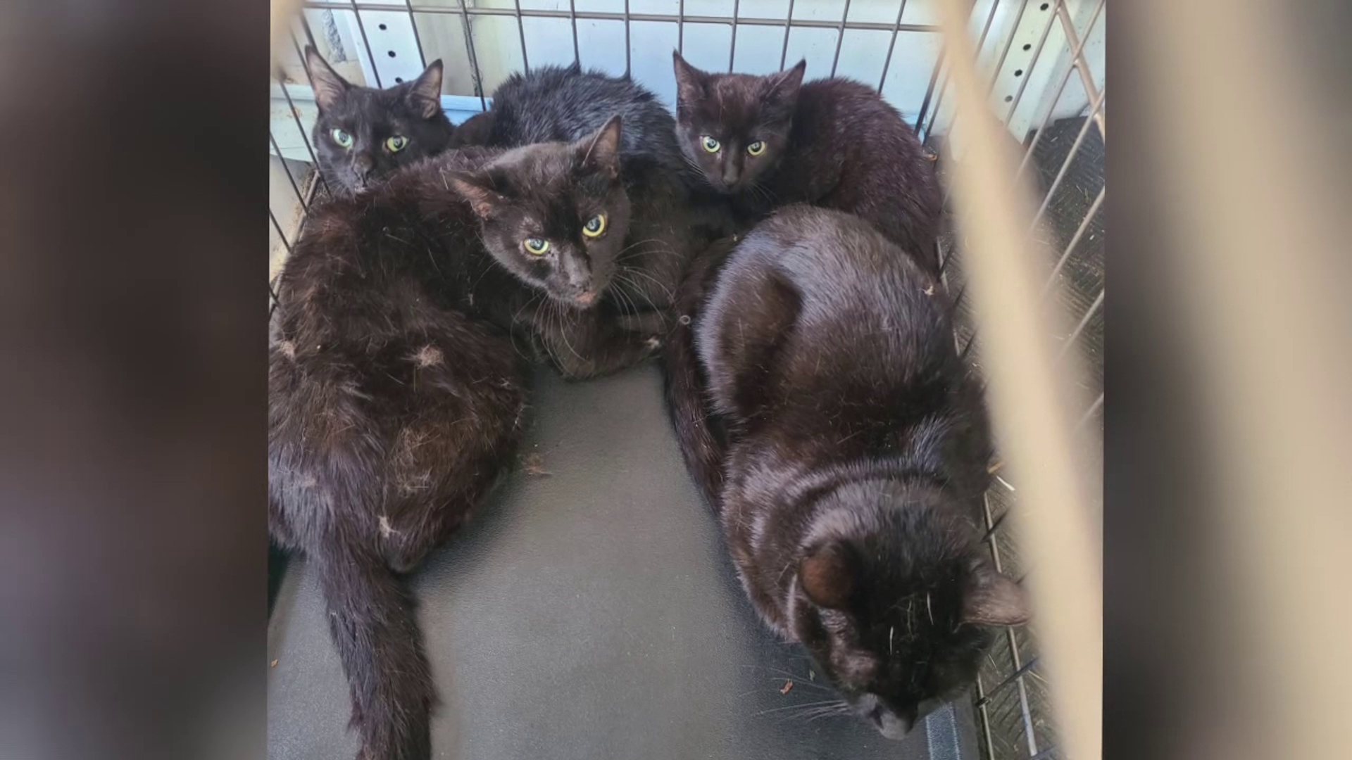AWSOM Animal Shelter caring for dozens of cats after hoarding situation