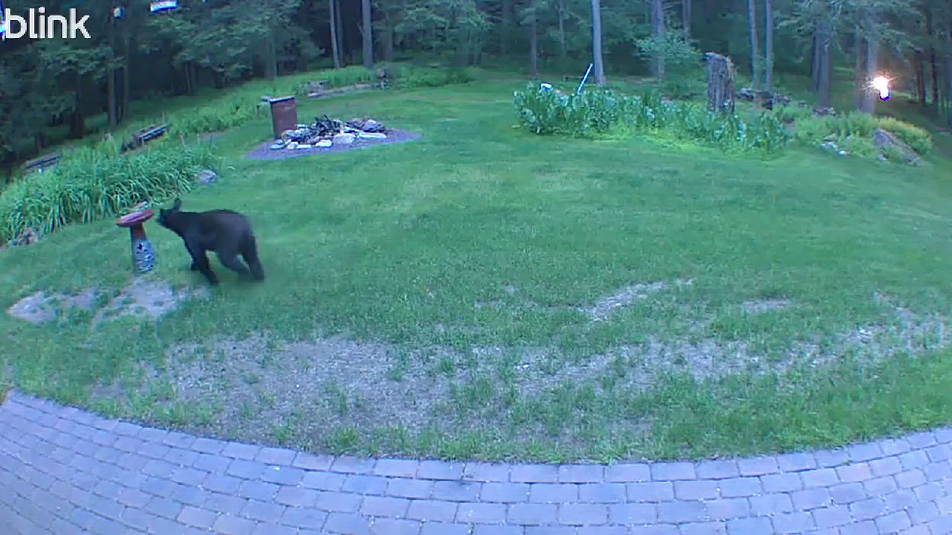 The young bear in the video had a fascination with the bird bath.  3 days straight he played with this bath.
Credit: My Blink security camera