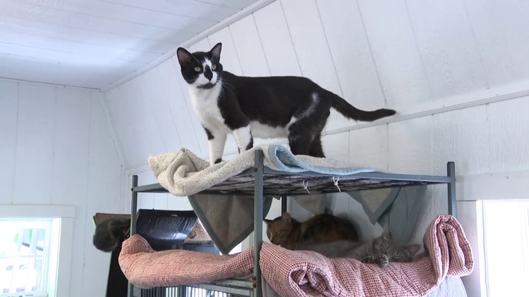 Help AWSOM animal shelter finds fur-ever homes for cats