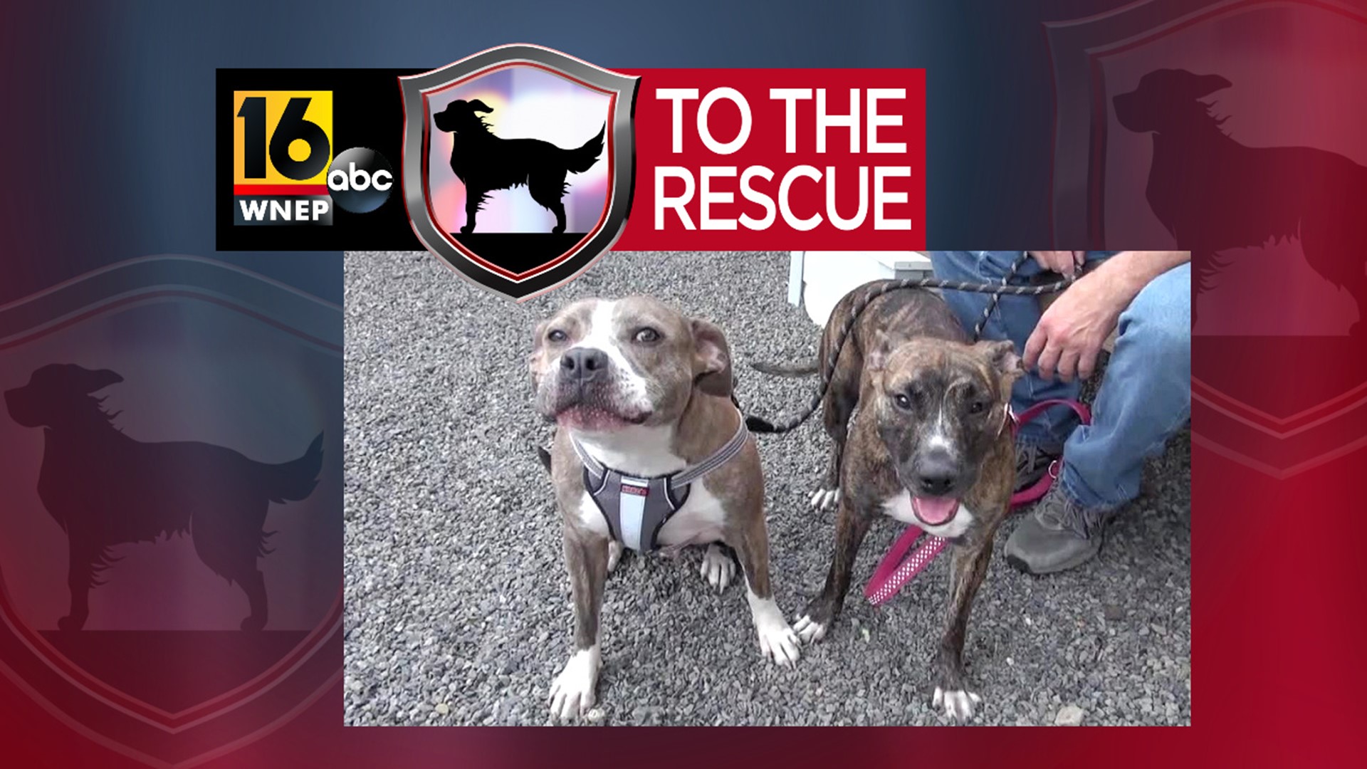 In this week's 16 To The Rescue, we meet a pair of pit bull mixes who must be adopted together. The brother/sister duo have come a long way since being abandoned.